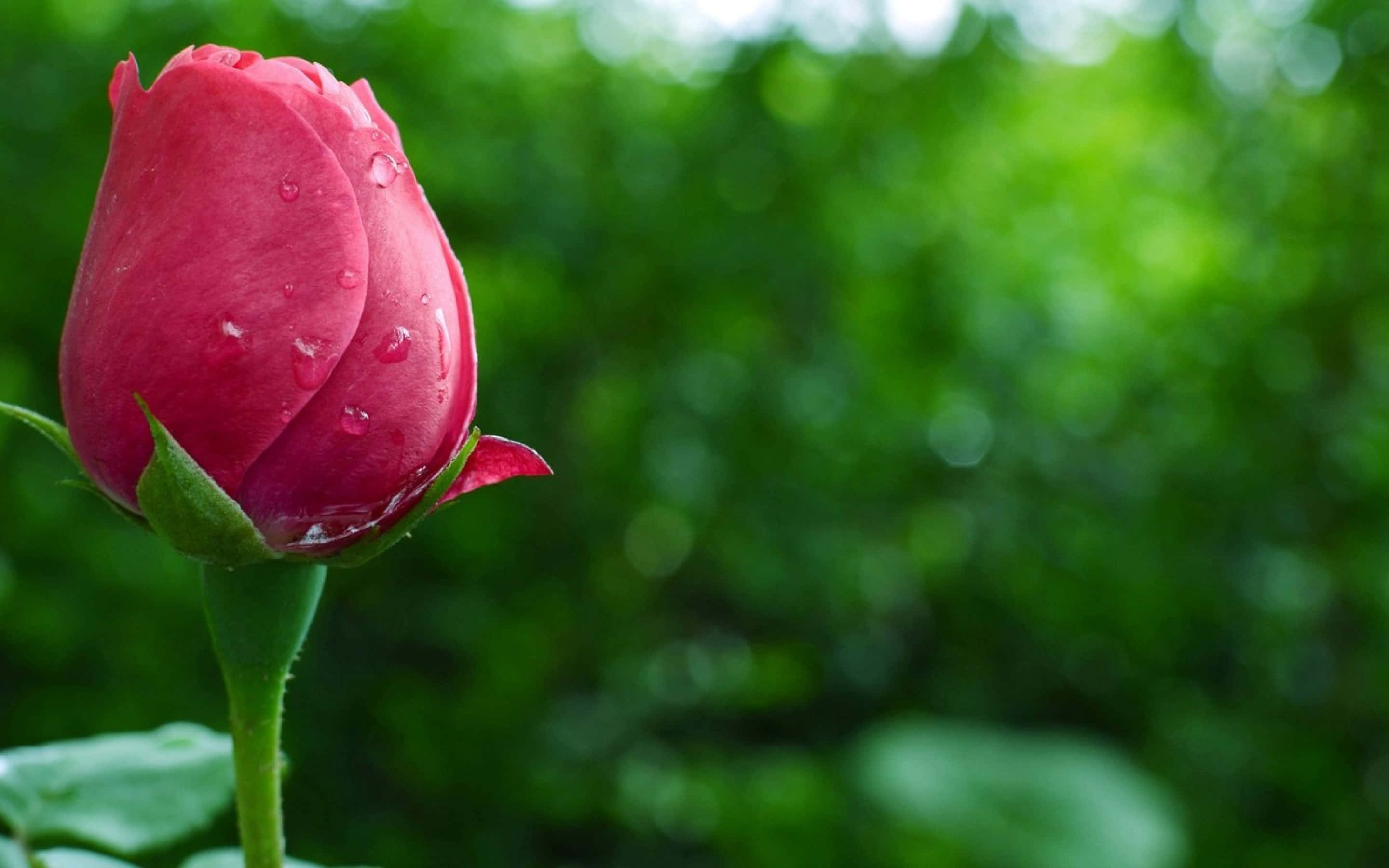 Rose Mobile, pink rosebud, dewdrops, 2K Desktop Wallpaper