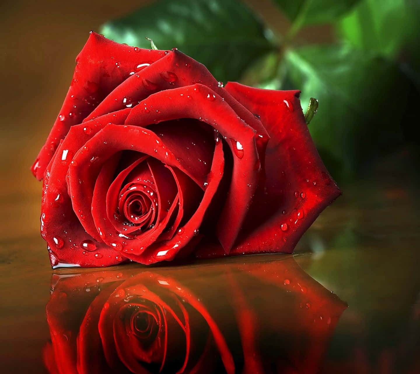 rose mobile, vibrant red rose, dew drops, HD Desktop Wallpaper