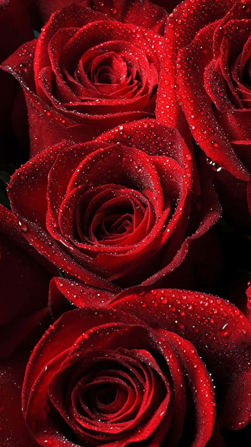 Rose Mobile, vibrant red roses, dewdrops, HD Phone Wallpaper