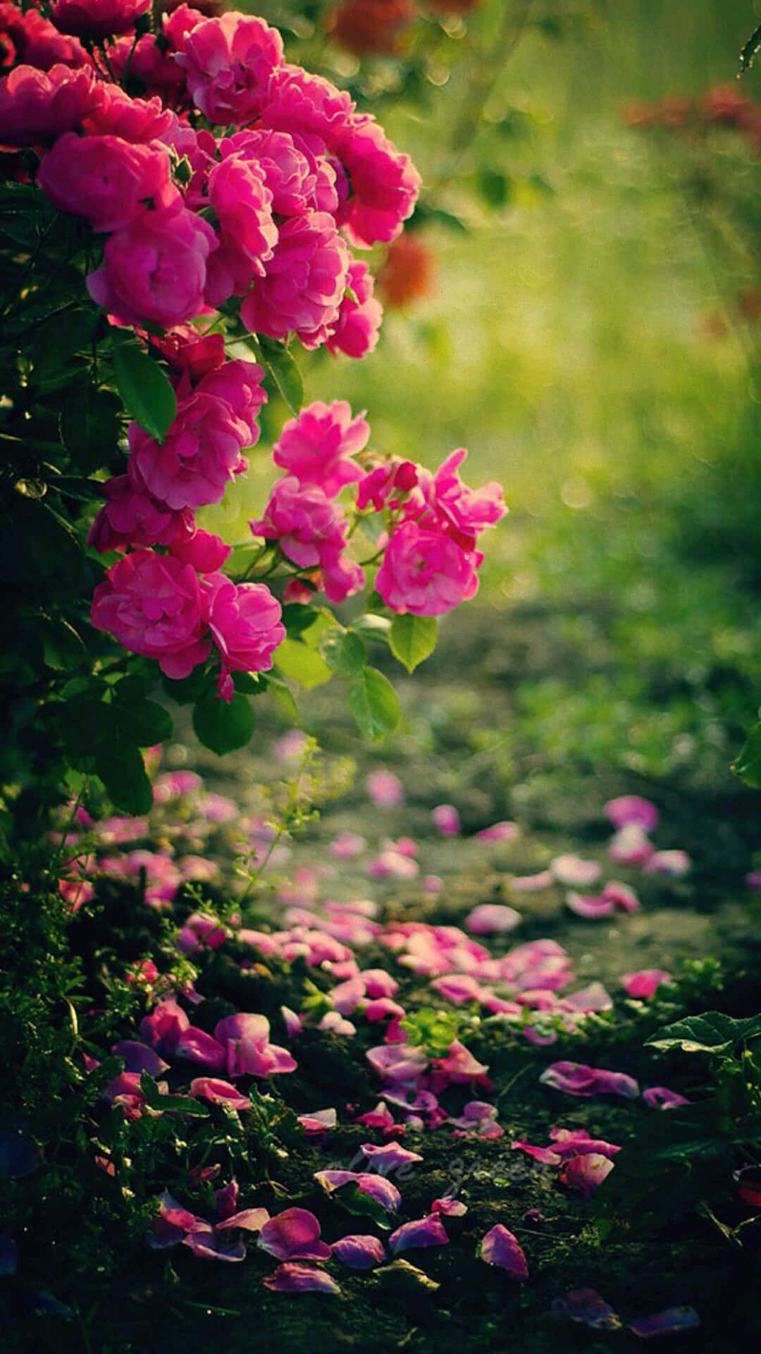 Rose Mobile, pink roses, sunlit garden path, Full HD Phone Wallpaper