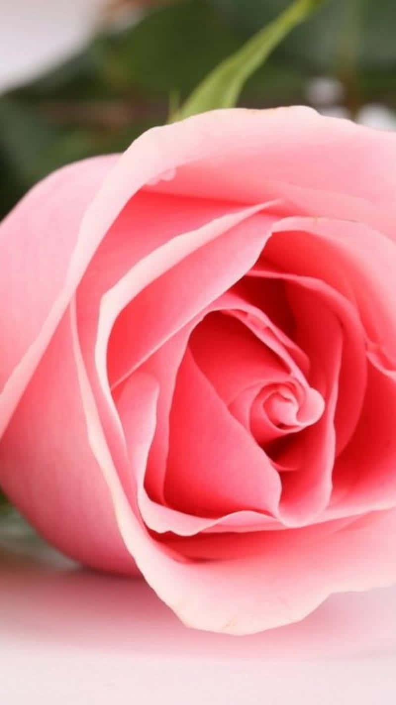 pink rose, white background, soft pink rose, HD Phone Wallpaper