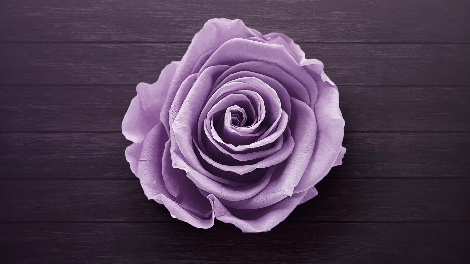Rose Laptop, lavender rose, delicate petals, Full HD Desktop Wallpaper