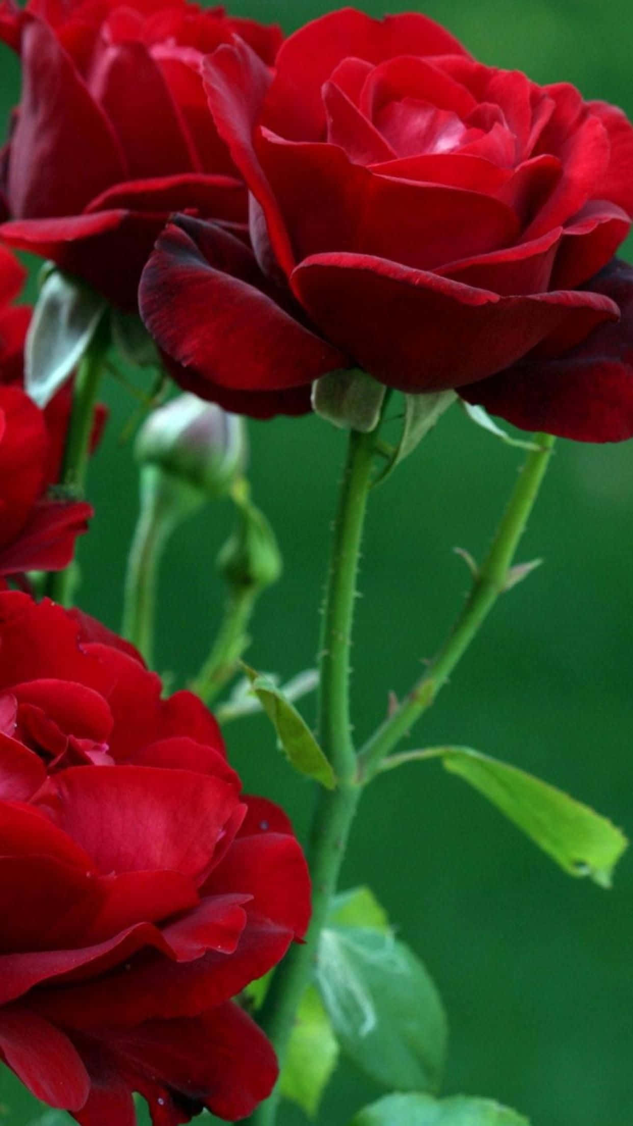 red roses, deep red, lush petals, Full HD Phone Wallpaper