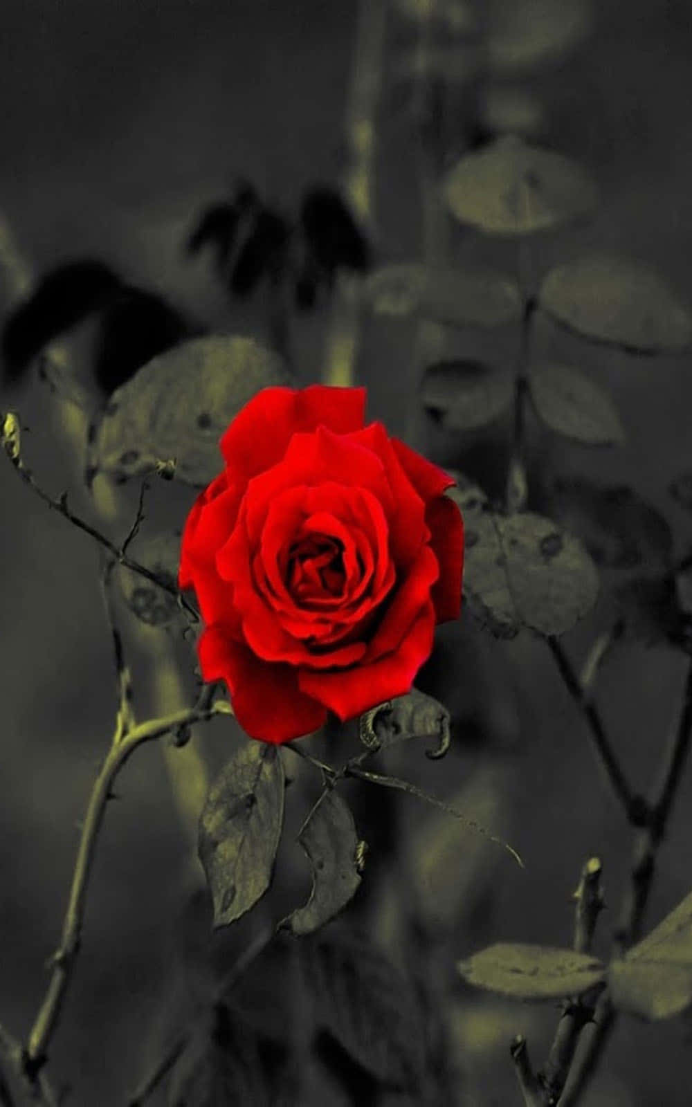 red rose, black and white, grayscale garden, HD Phone Wallpaper