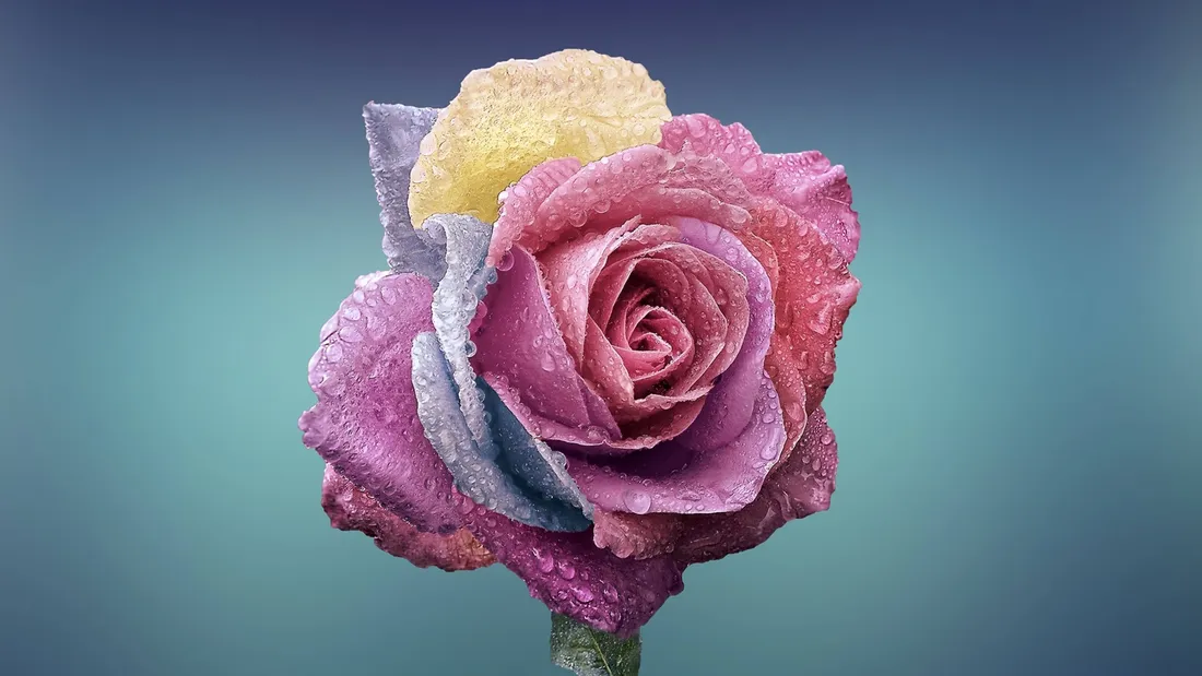 Rose Pattern