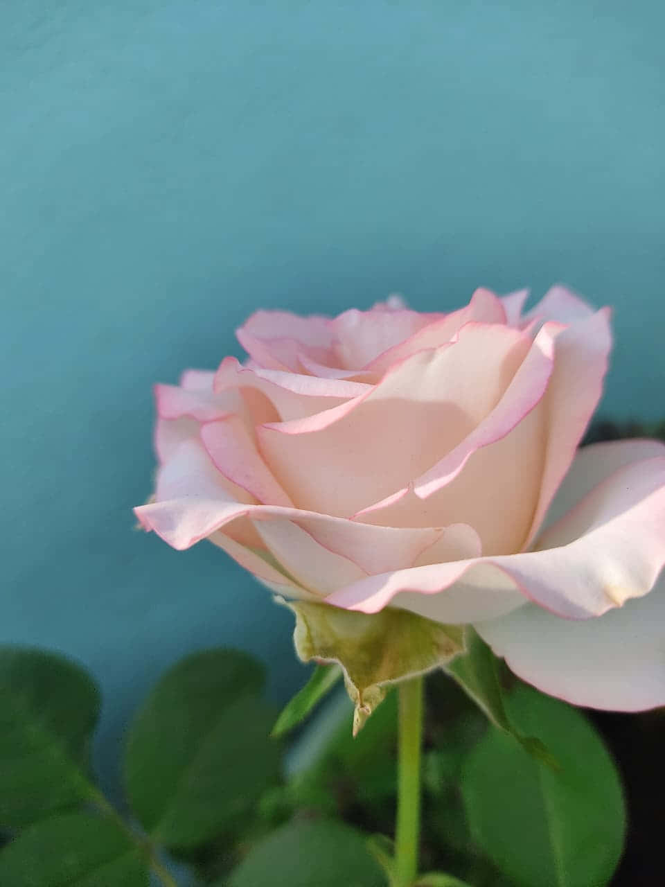 rose, pink rose, teal background, HD Phone Wallpaper