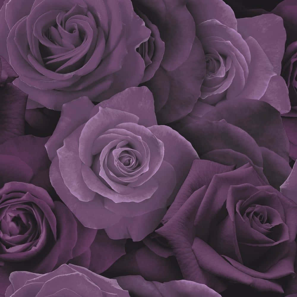 Rose Pattern, purple roses, velvety petals, SD Desktop Wallpaper