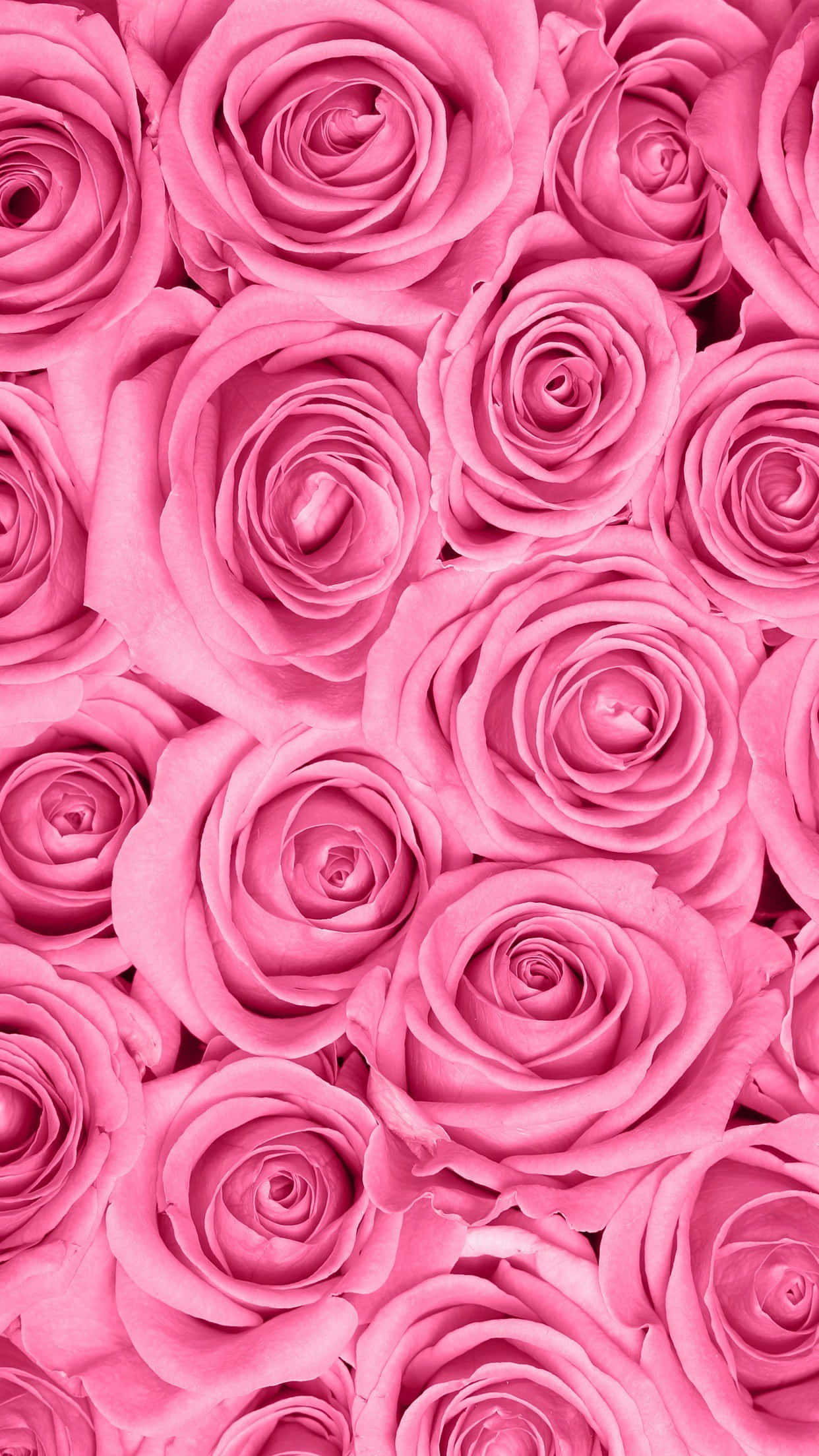 Rose Pattern, vibrant pink roses, delicate layered petals, Full HD Phone Wallpaper