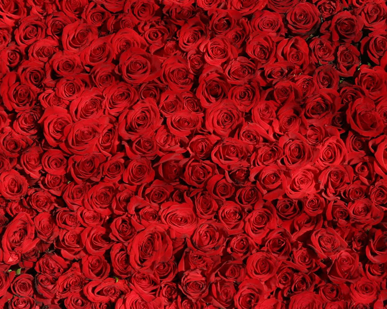 Rose Pattern, red roses, vivid red, HD Desktop Wallpaper