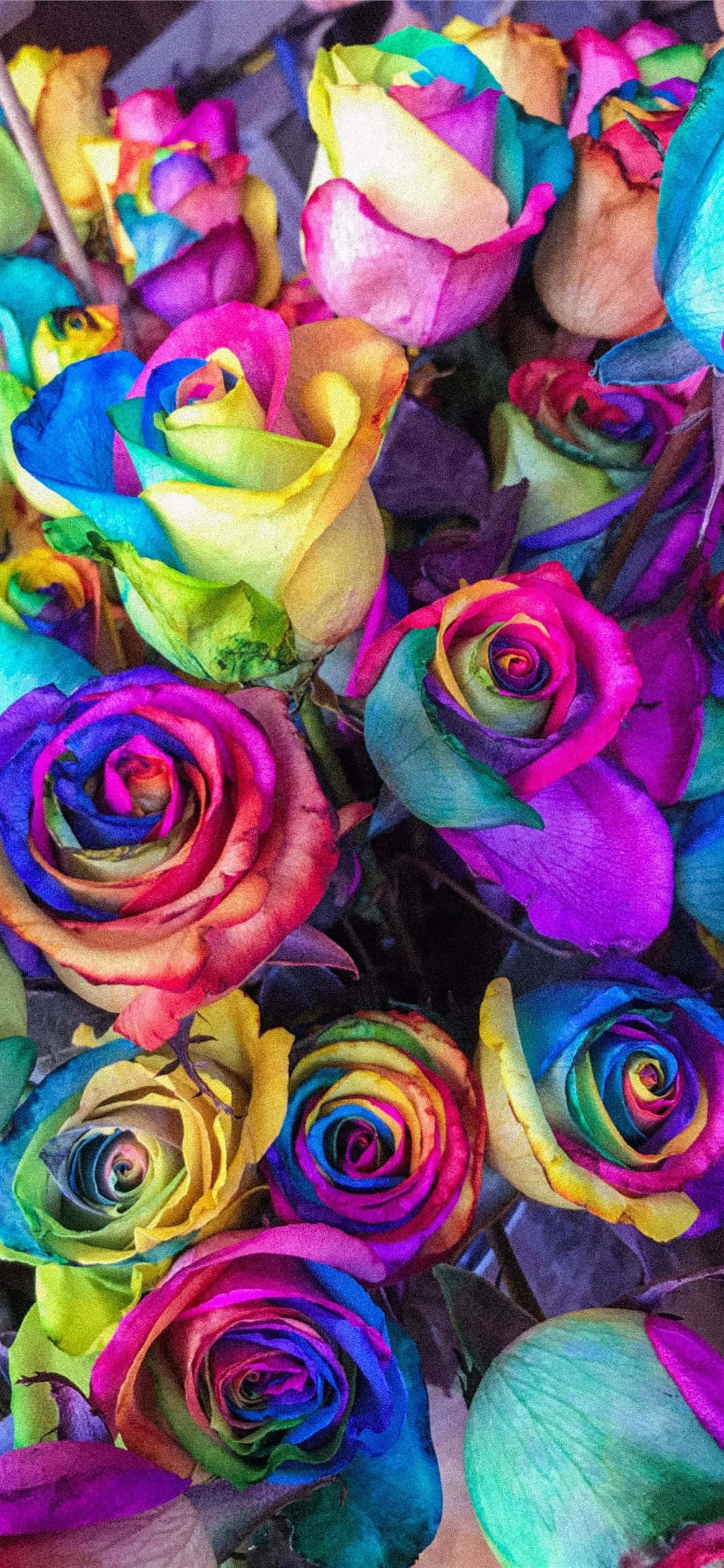 rose pattern, dark background, vibrant rainbow roses, Full HD Phone Wallpaper