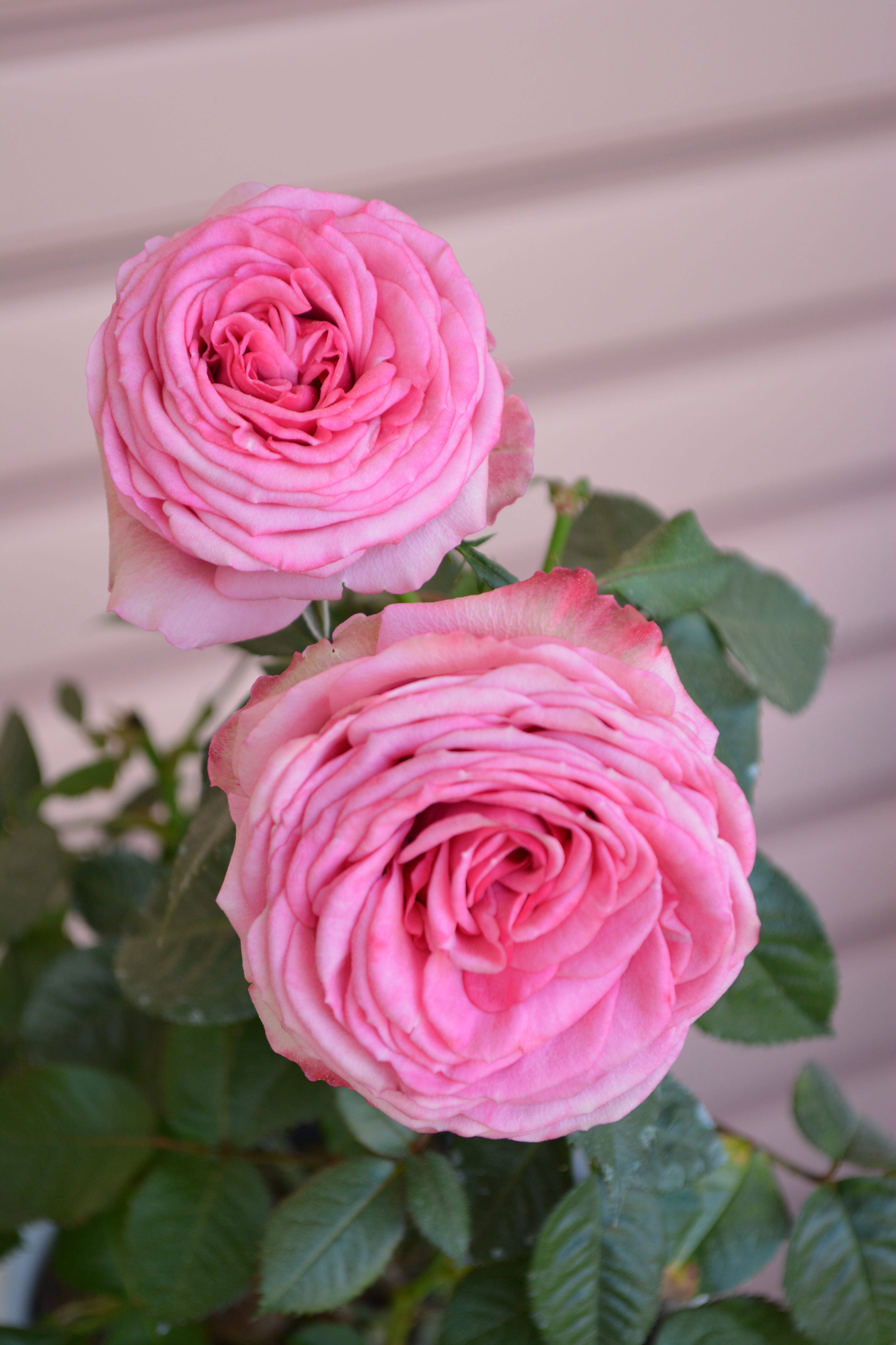 rose, pastel vintage setting, lush pink roses, 5K Phone Wallpaper