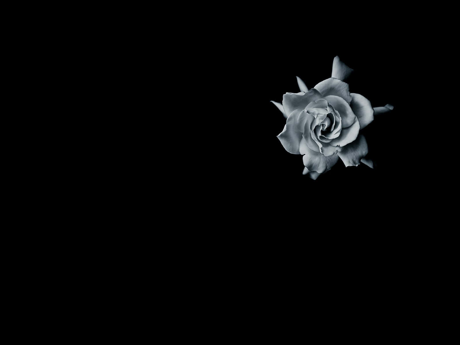 Elegant Monochrome Rose, monochrome rose, pure black background, HD Desktop Wallpaper
