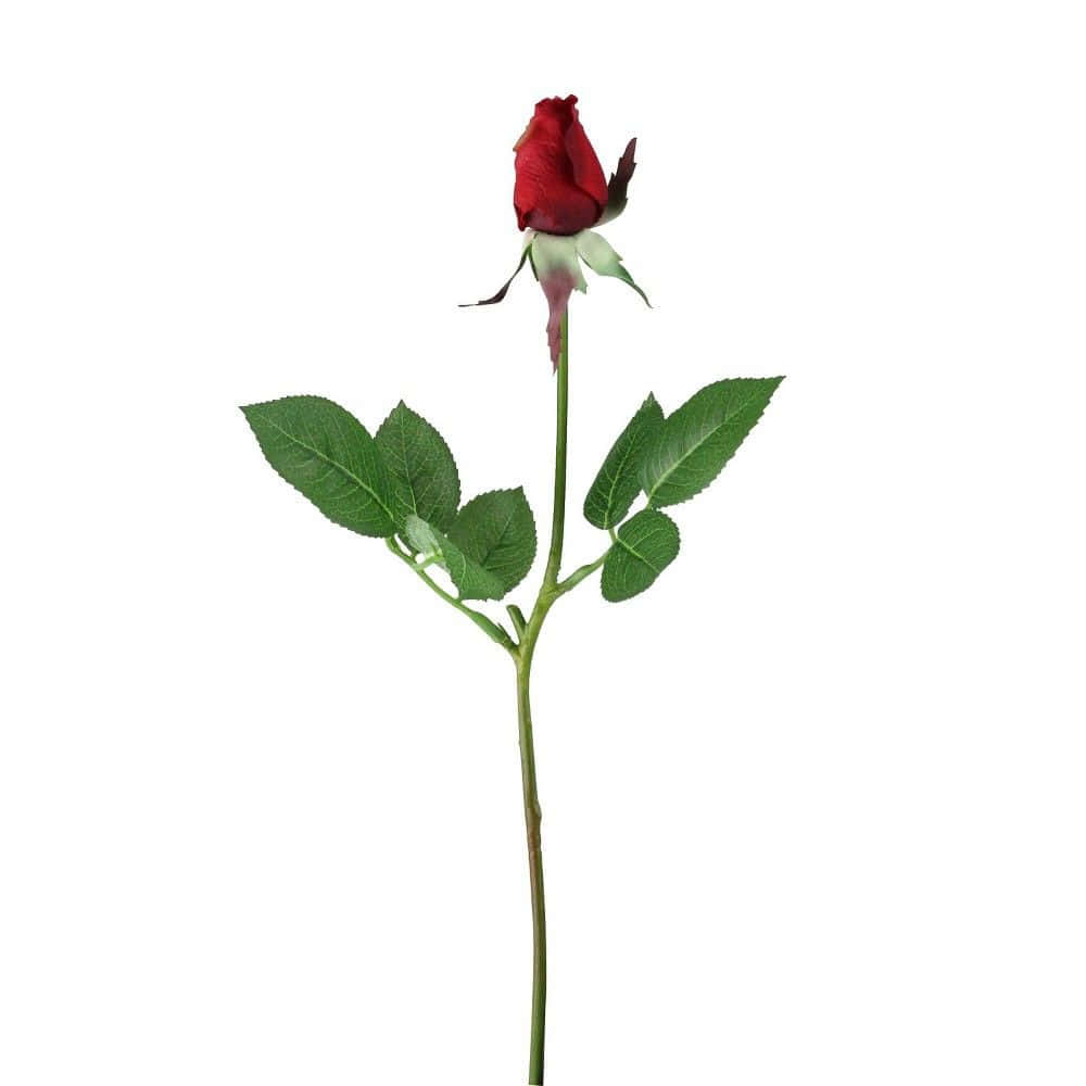 single red rosebud, green leaves, stem, SD Desktop Wallpaper