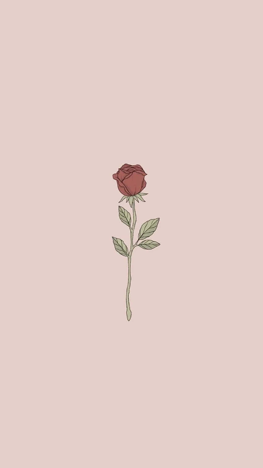 Cute Rose, red rose, green stem, HD Phone Wallpaper