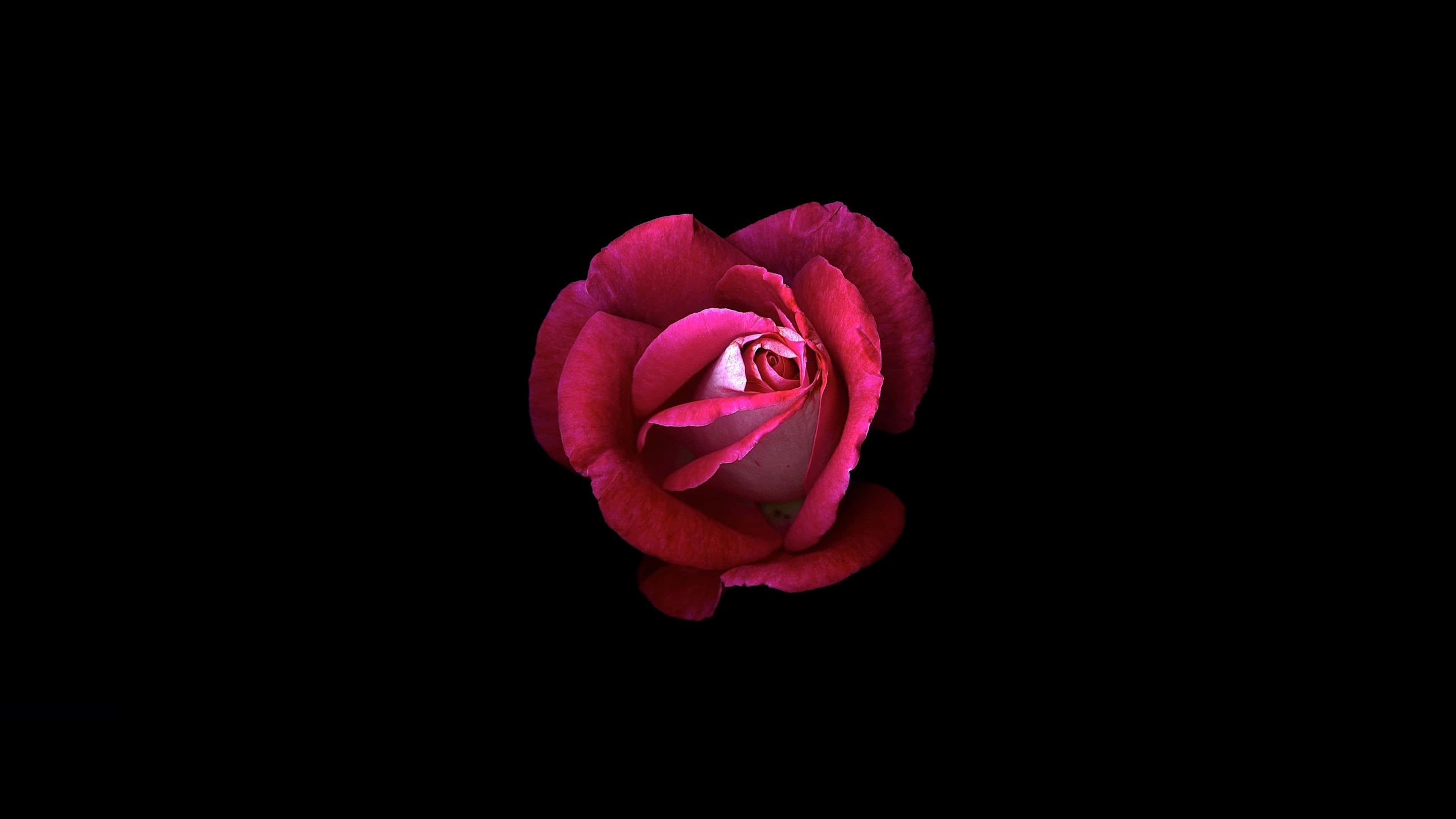 red rose, black background, deep red rose, 4K Desktop Wallpaper