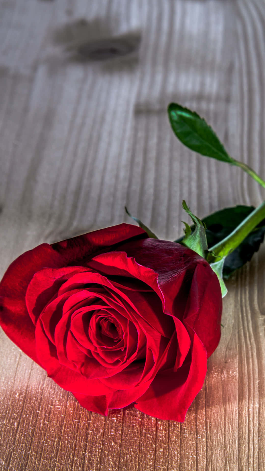 rose mobile, single rose mobile, vibrant red rose, Full HD Phone Wallpaper