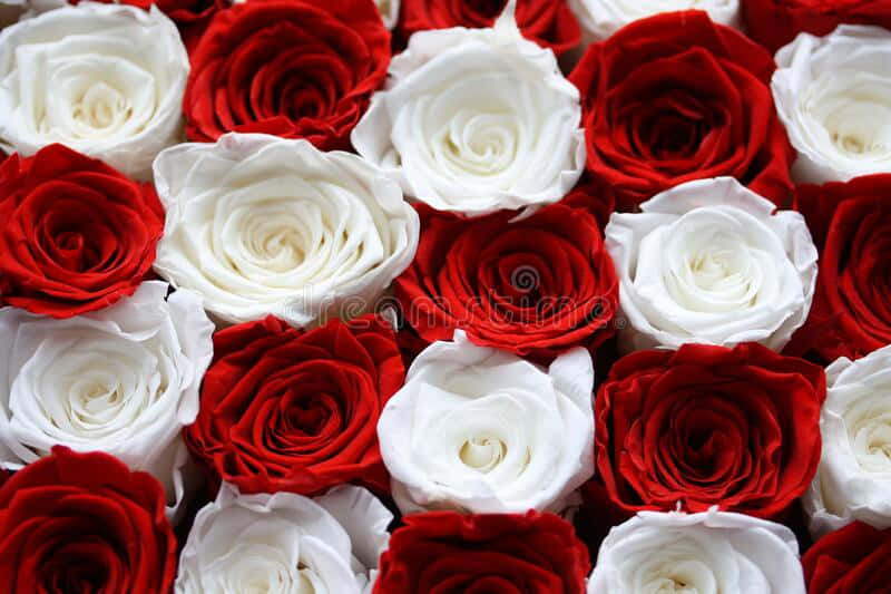 red and white roses, alternating pattern, dense symmetrical pattern, SD Desktop Wallpaper