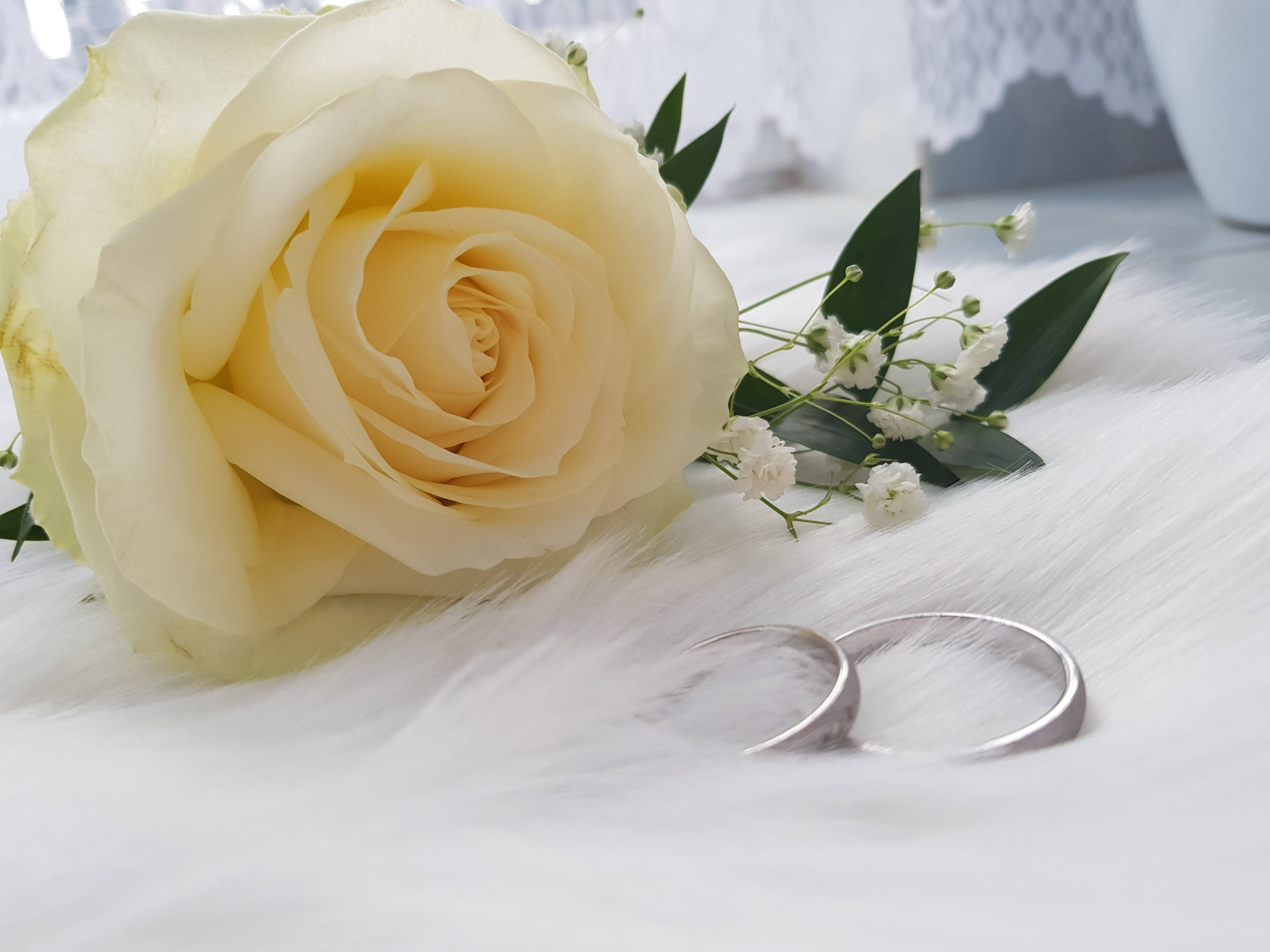 creamy yellow rose, baby's breath, silver wedding bands, 4K Desktop Wallpaper