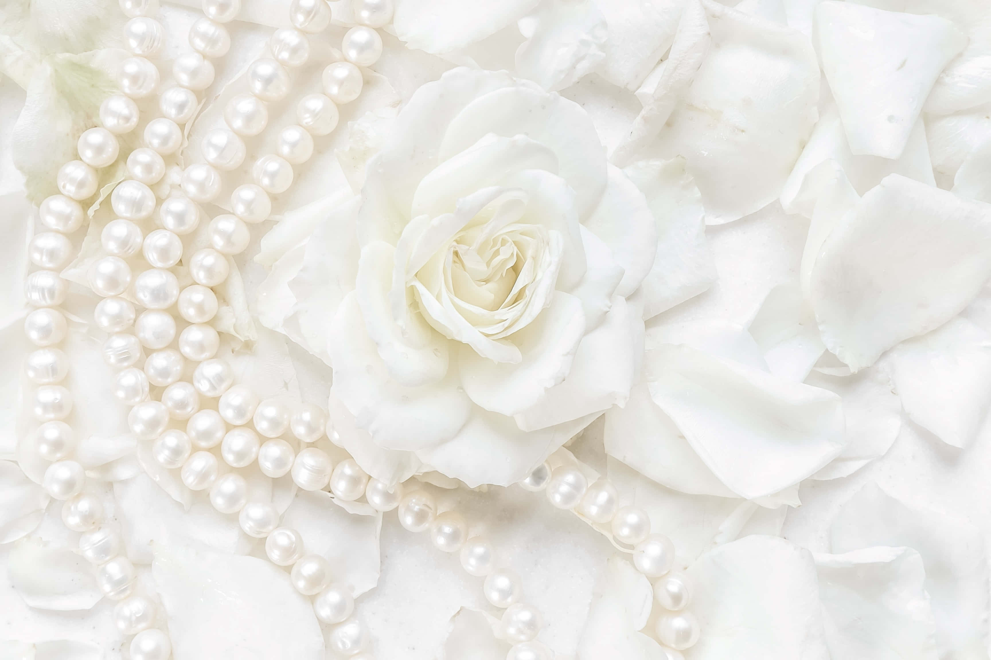 white rose, pearls, white rose petals, 2K Desktop Wallpaper