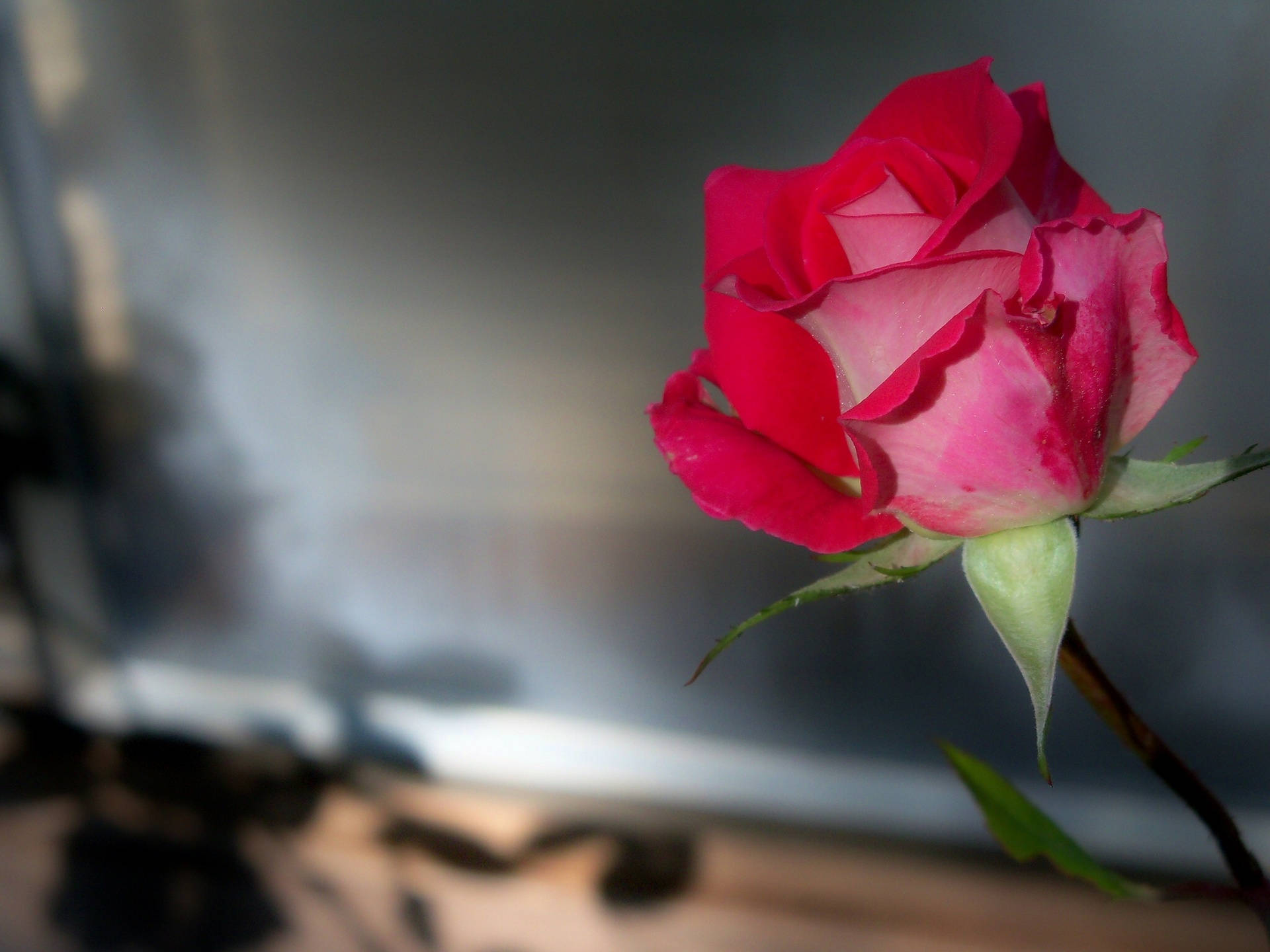 gradient red rose, vibrant pink rose, deep red edges, Full HD Desktop Wallpaper