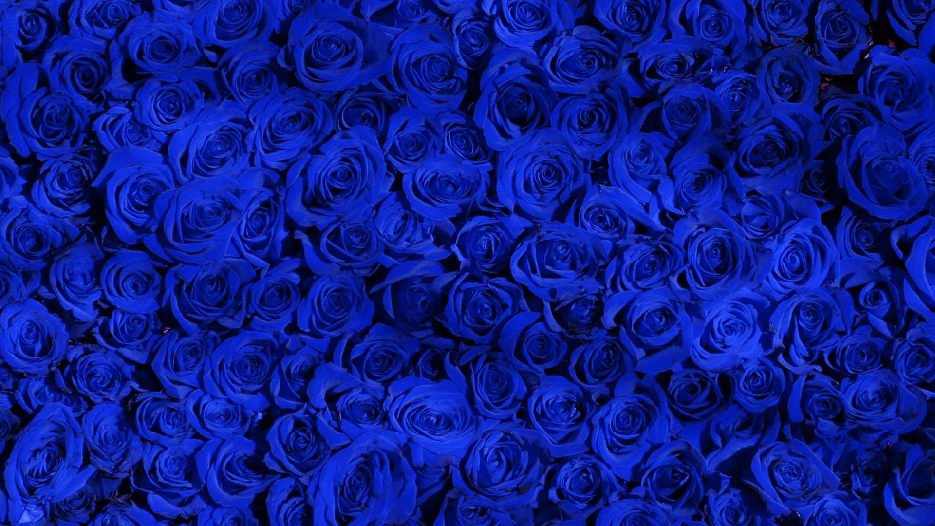 rose pattern, 1920 x 1080, vivid blue roses, Full HD Desktop Wallpaper