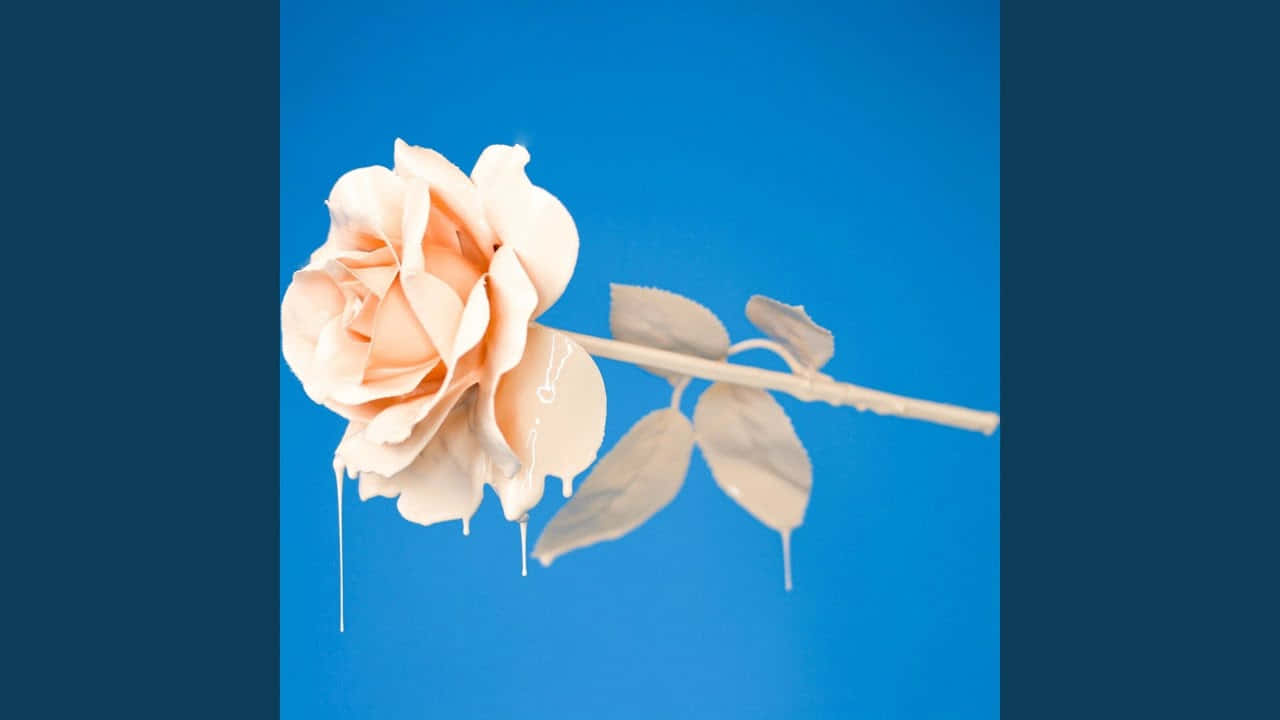 rose, peach rose, melting wax drips, HD Desktop Wallpaper