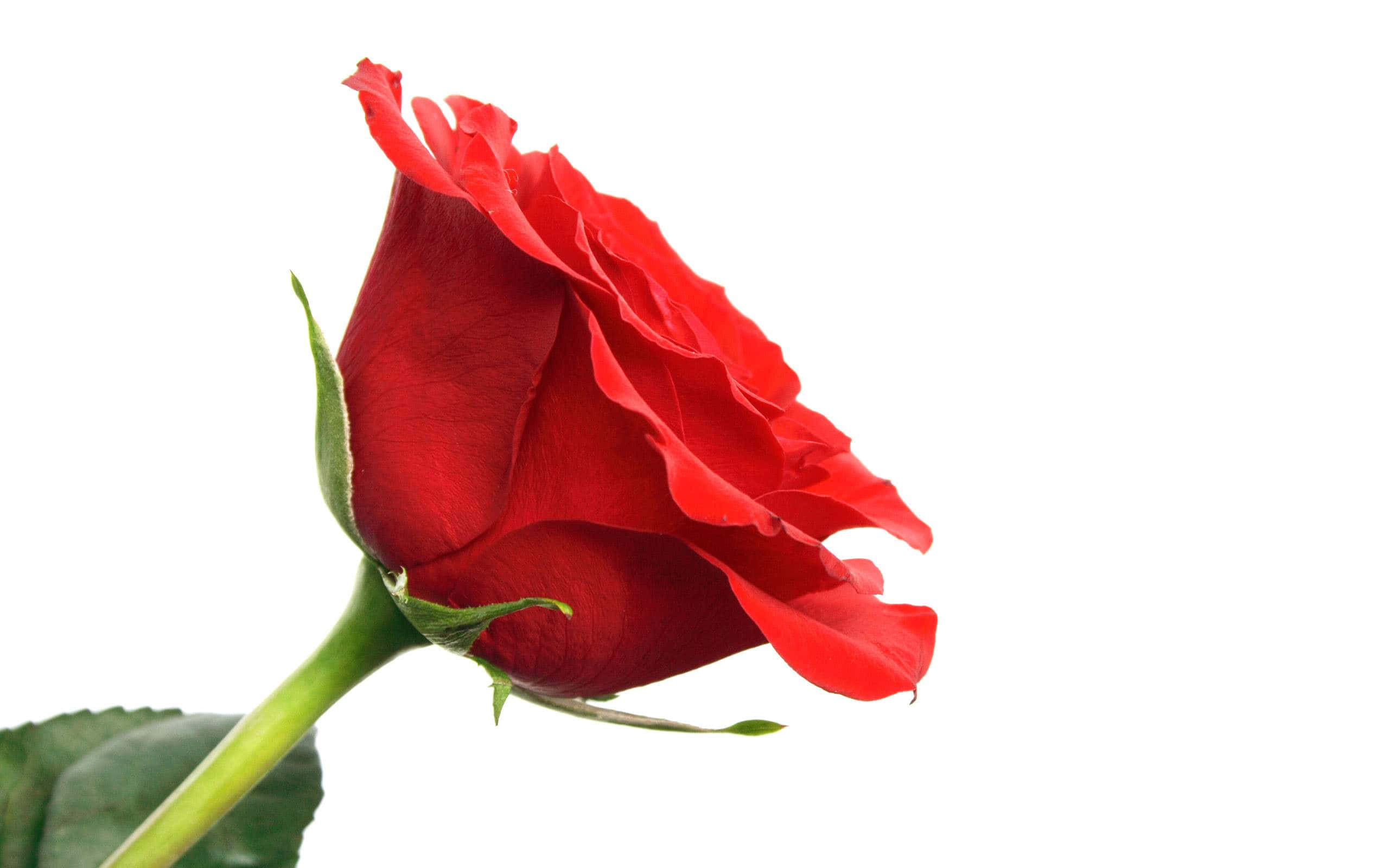 red rose, white background, lush petals, 2K Desktop Wallpaper