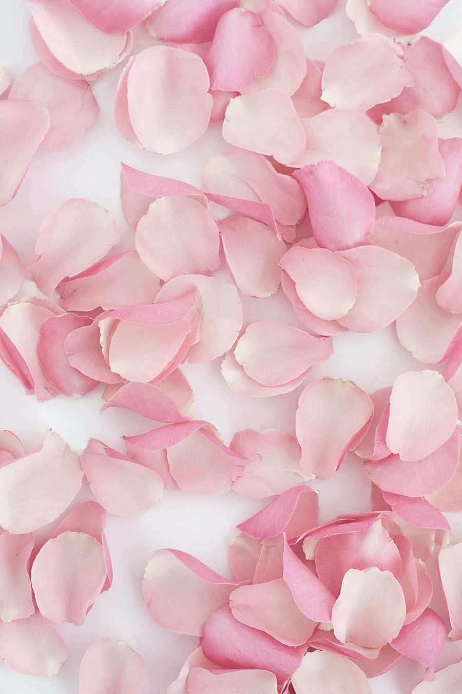 rose petal, red rose, pink rose petals, HD Phone Wallpaper