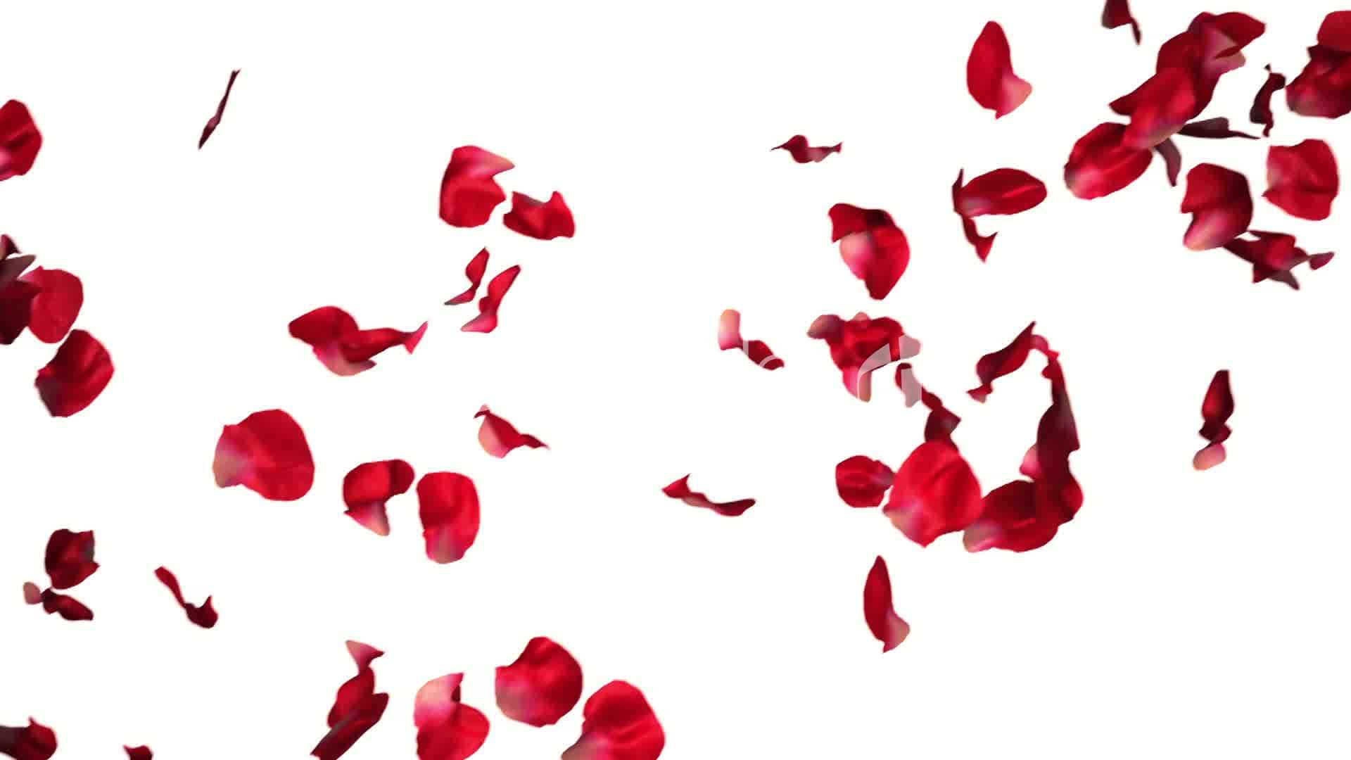 Rose Petal, 1920 x 1080, red rose petals, Full HD Desktop Wallpaper