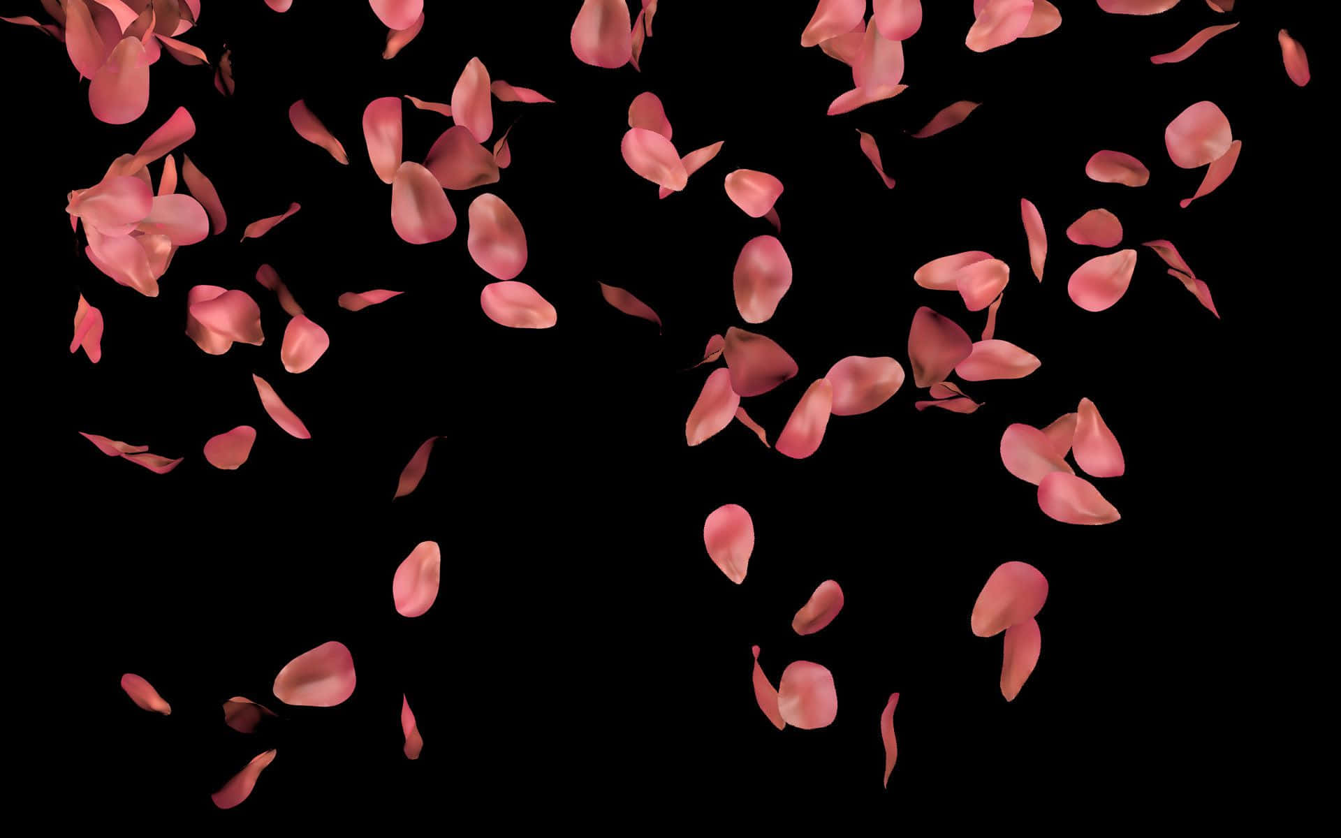 Rose Petal, pink rose petals, stark black background, Full HD Desktop Wallpaper