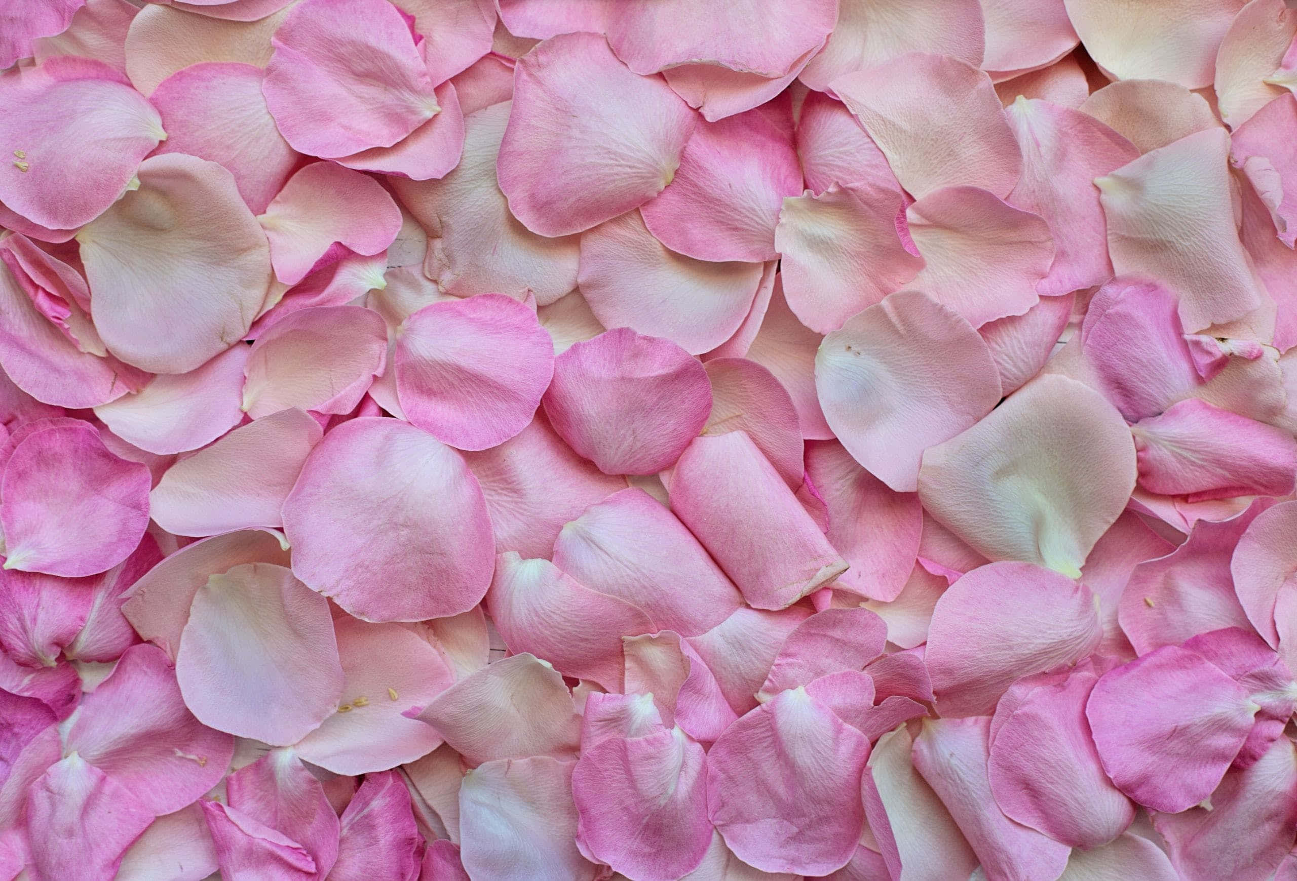 rose petal, soft pink, close-up, 2K Desktop Wallpaper