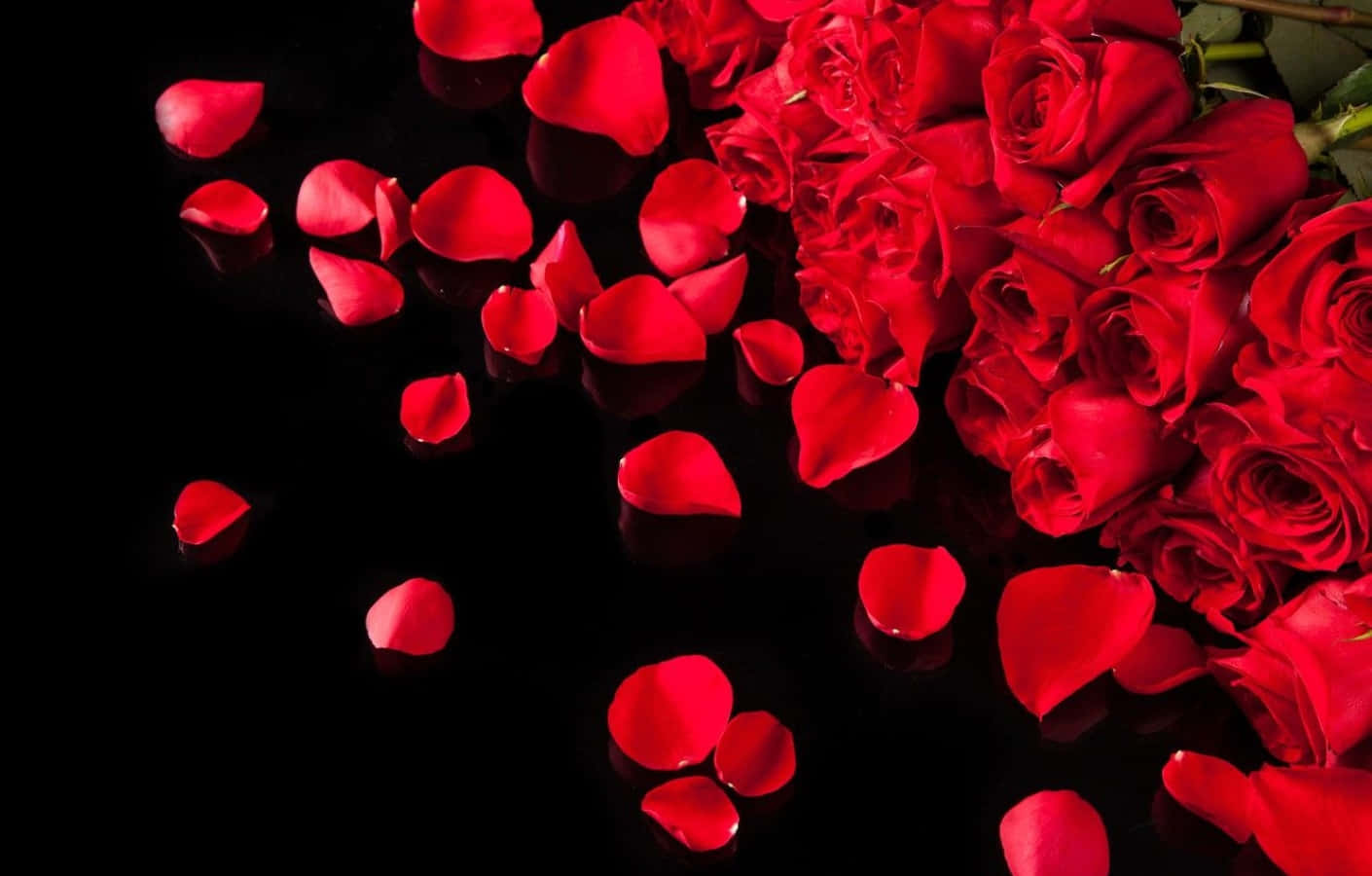 Rose Petal, 1410 x 900, vibrant red roses, HD Desktop Wallpaper