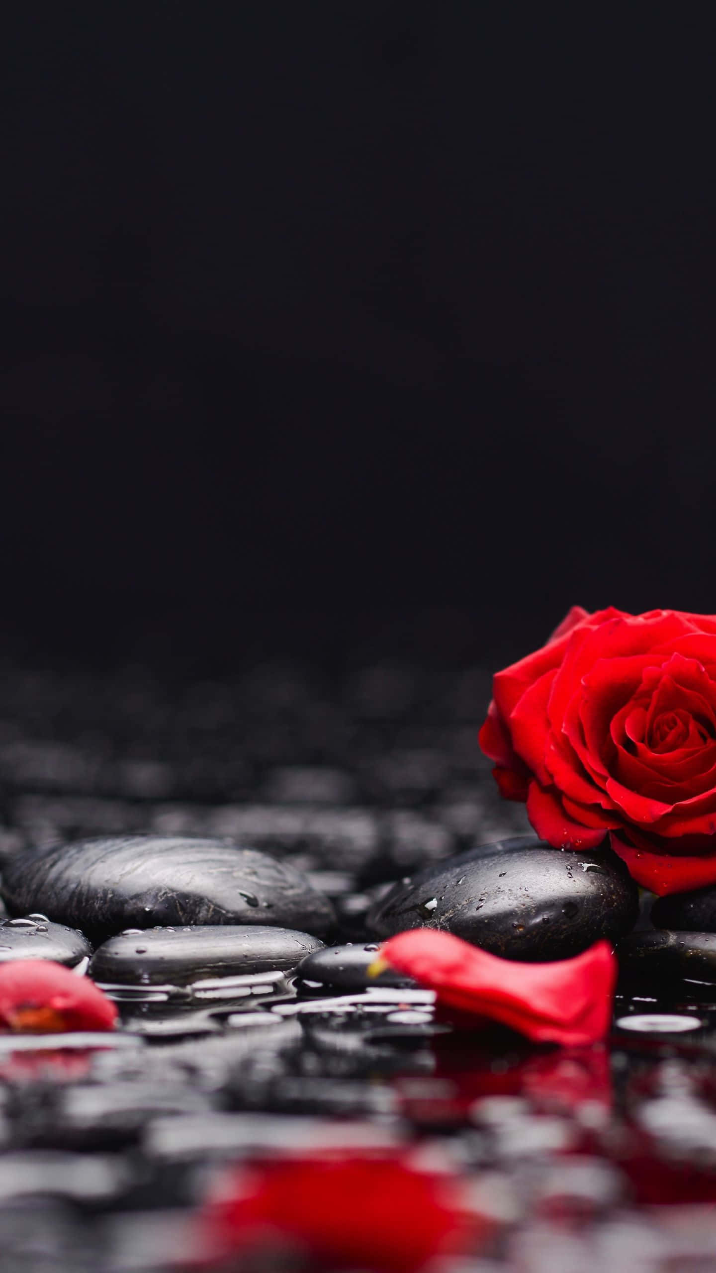 Rose Petal, vibrant red rose, glossy black stones, 2K Phone Wallpaper