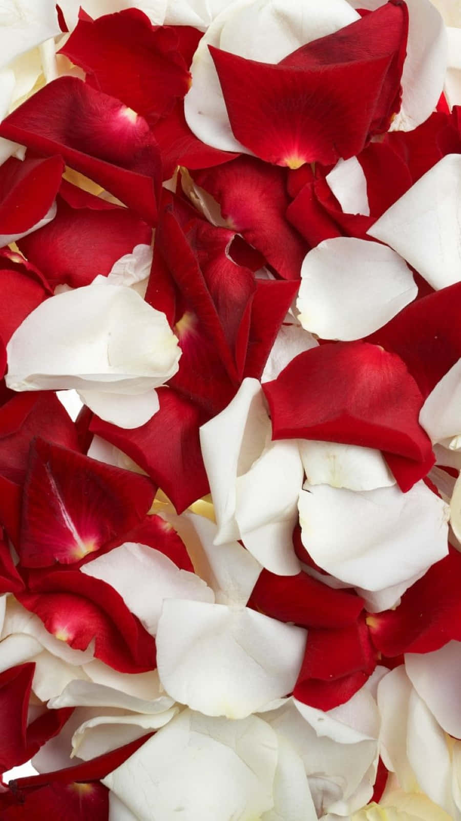 rose petal, vibrant red, pure white, HD Phone Wallpaper
