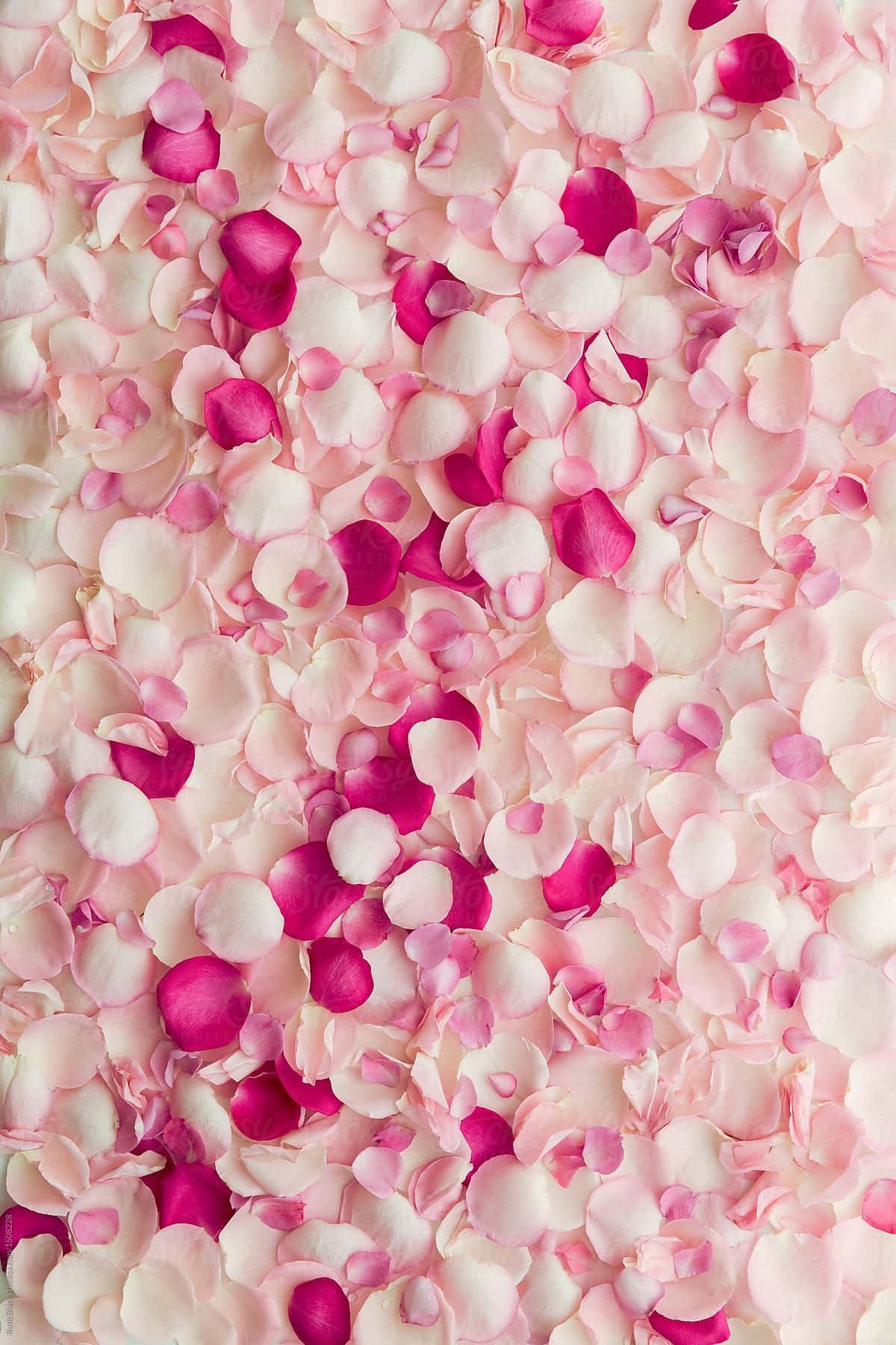 rose petal, soft pink, vibrant magenta, HD Phone Wallpaper