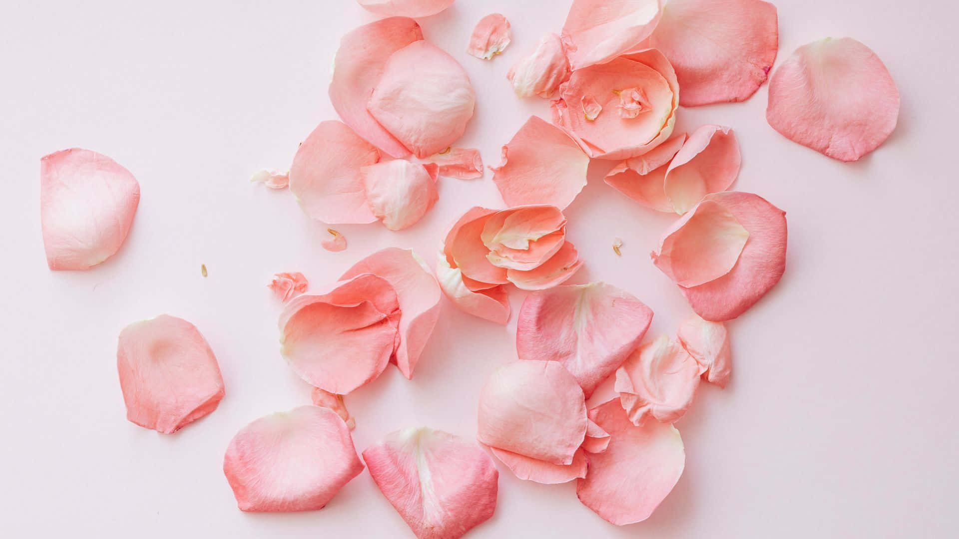 Red Rose Petal, pale pink background, minimalist composition, Full HD Desktop Wallpaper