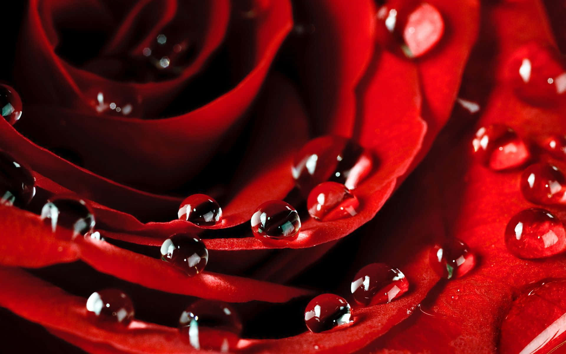 Rose Petal, deep red rose, glistening water droplets, Full HD Desktop Wallpaper