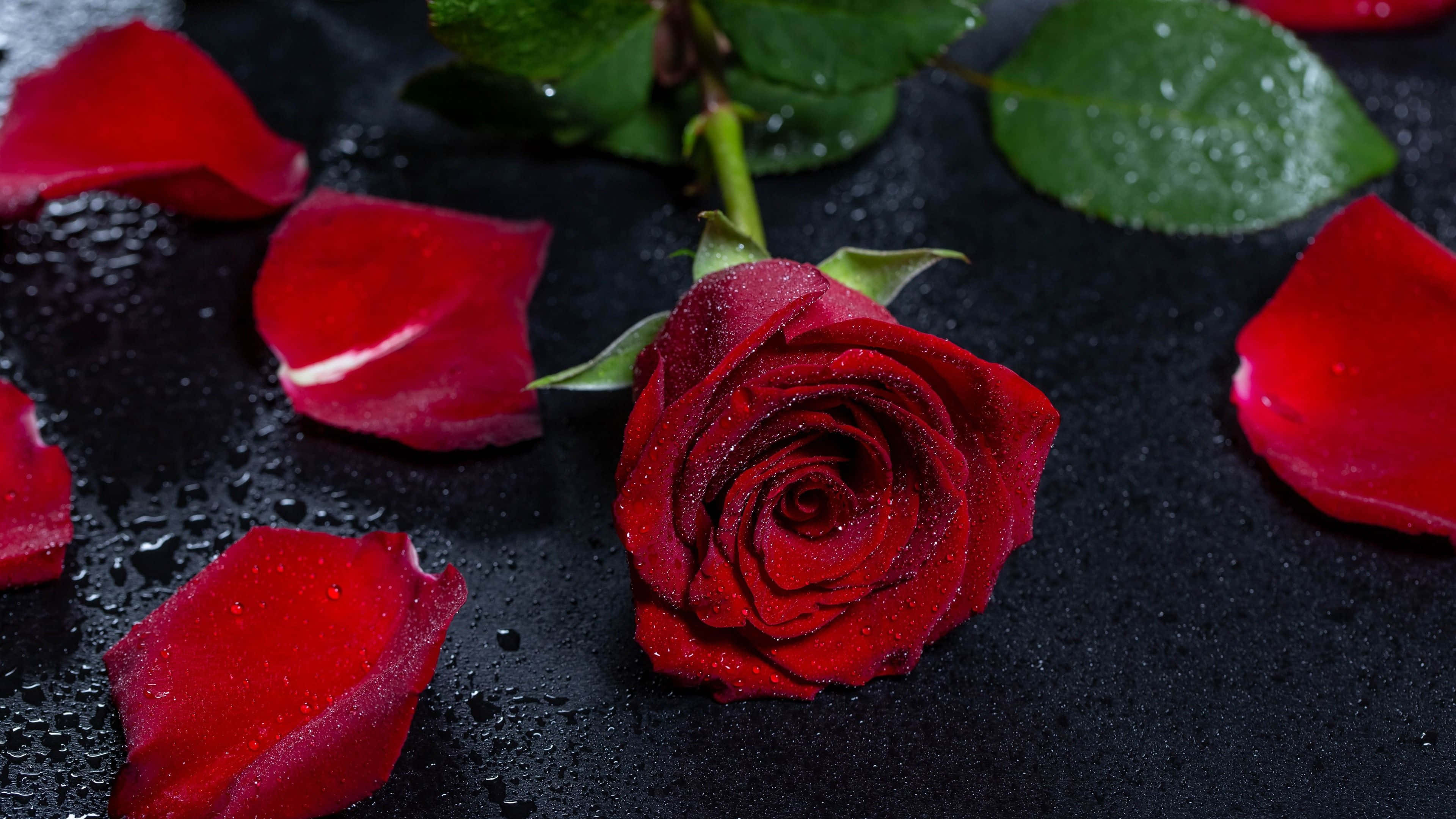 Rose Petal, vibrant red rose, dew drops, 4K Desktop Wallpaper