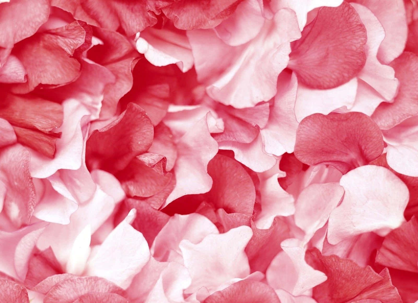 rose petal, soft pink, red, HD Desktop Wallpaper