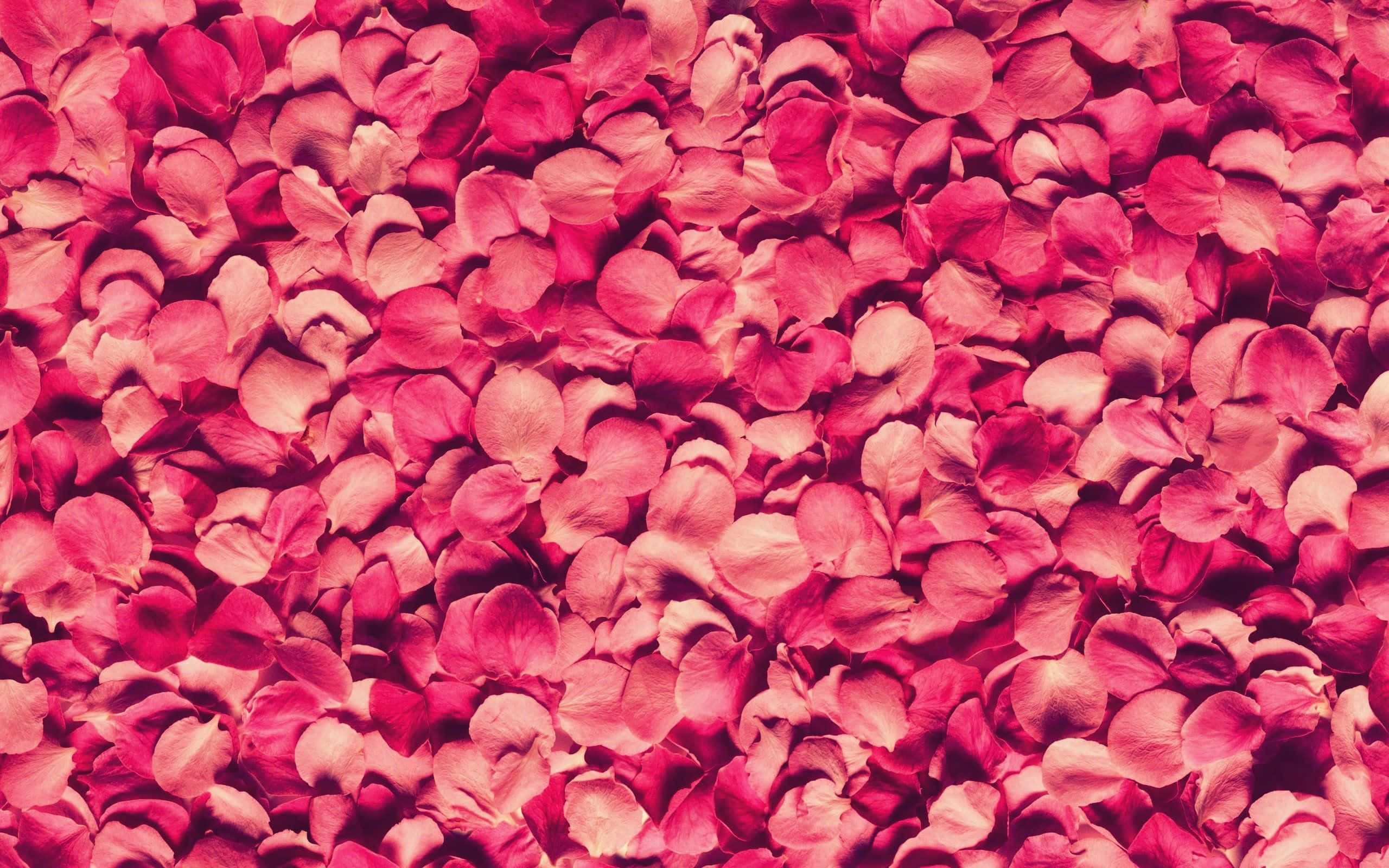 Rose Petal, 2560 x 1600, vibrant pink, 2K Desktop Wallpaper