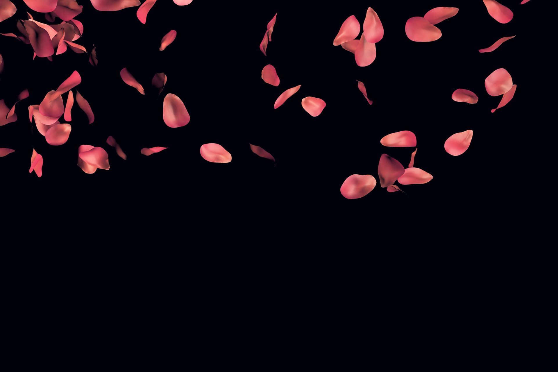 Rose Petal, pink rose petals, deep black background, Full HD Desktop Wallpaper