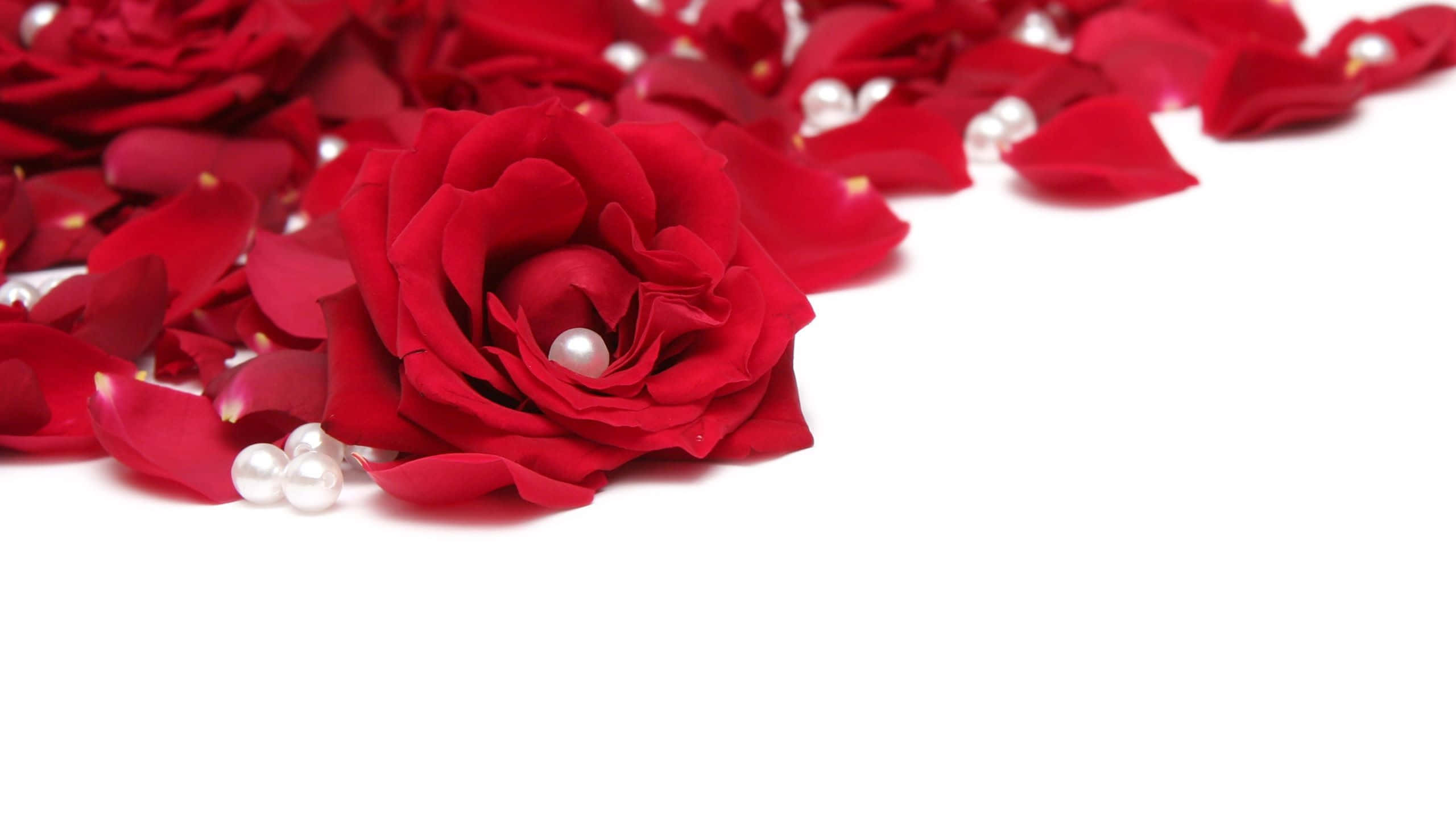 Rose Petal, vibrant red rose, scattered petals, 2K Desktop Wallpaper