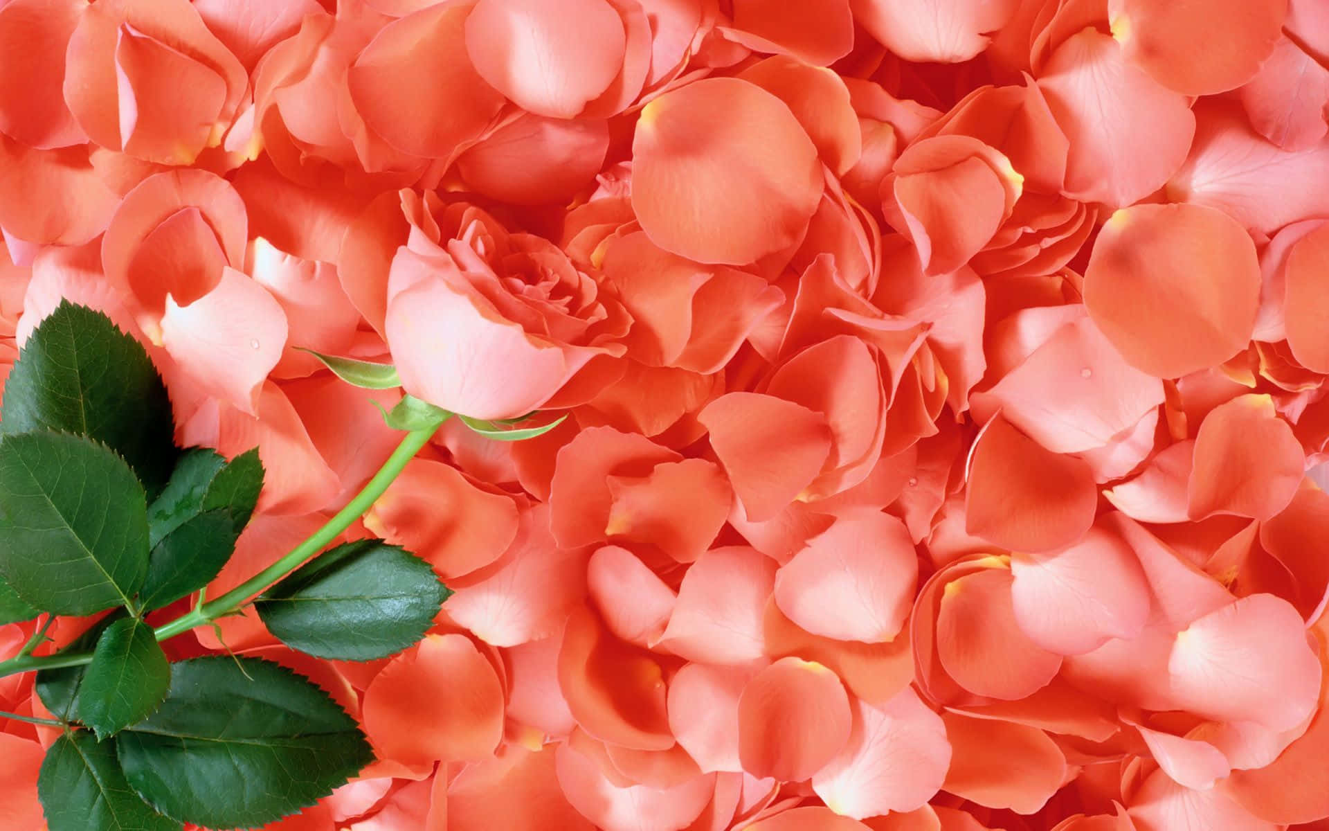 rose petal, pink rosebud, green stem, Full HD Desktop Wallpaper
