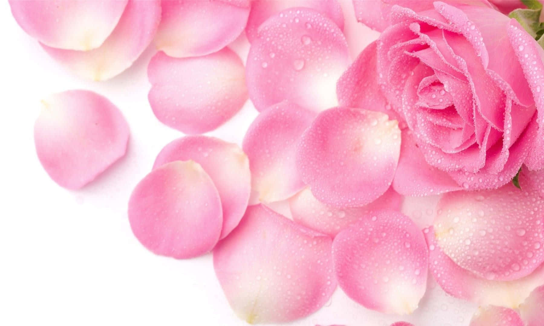 rose petal, pink rose, dew drops, HD Desktop Wallpaper