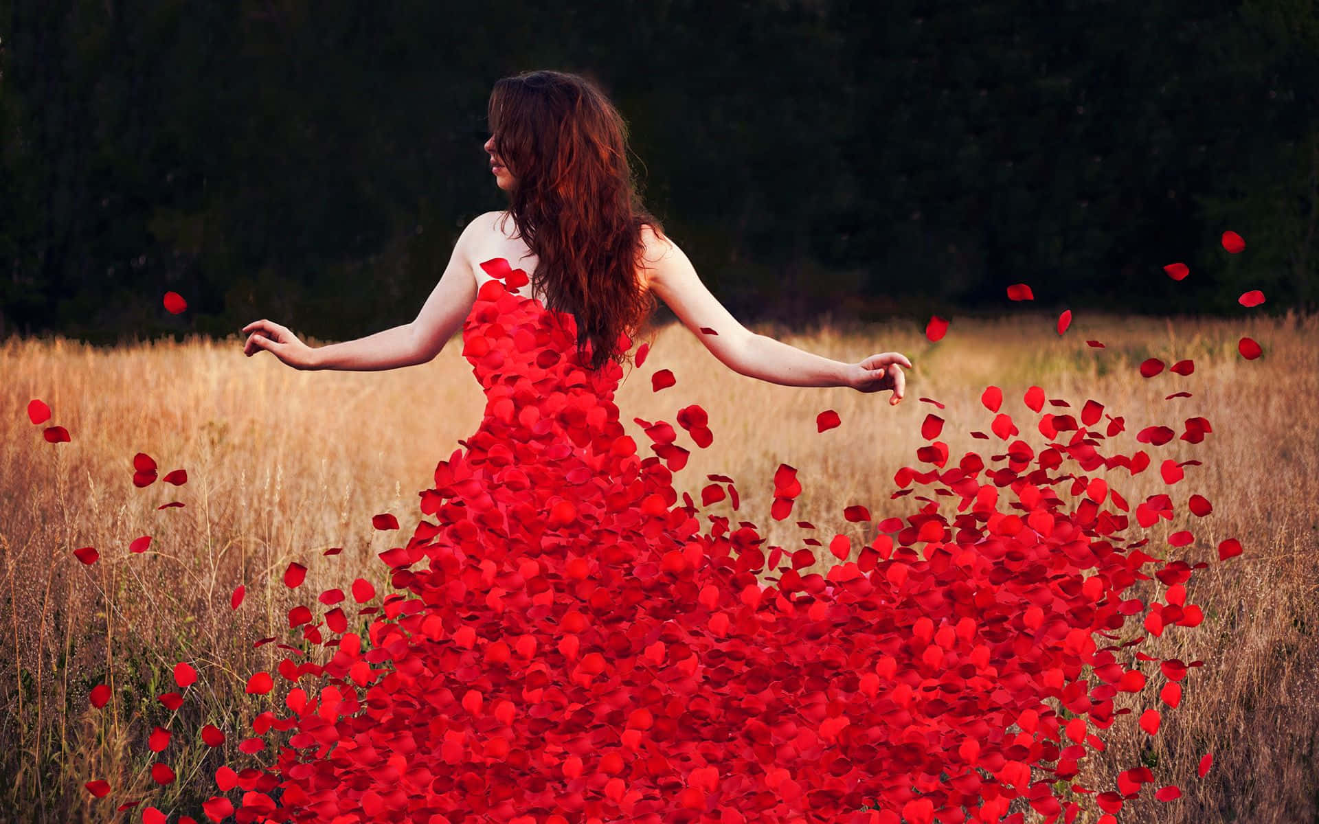 rose petal, red rose petal gown, golden field, Full HD Desktop Wallpaper