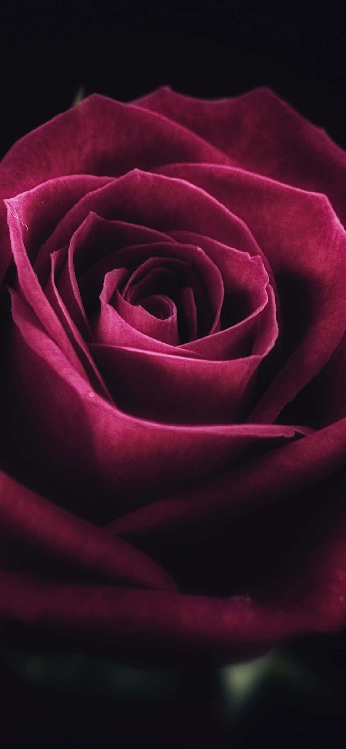 rose petal, deep magenta, velvety petals, Full HD Phone Wallpaper