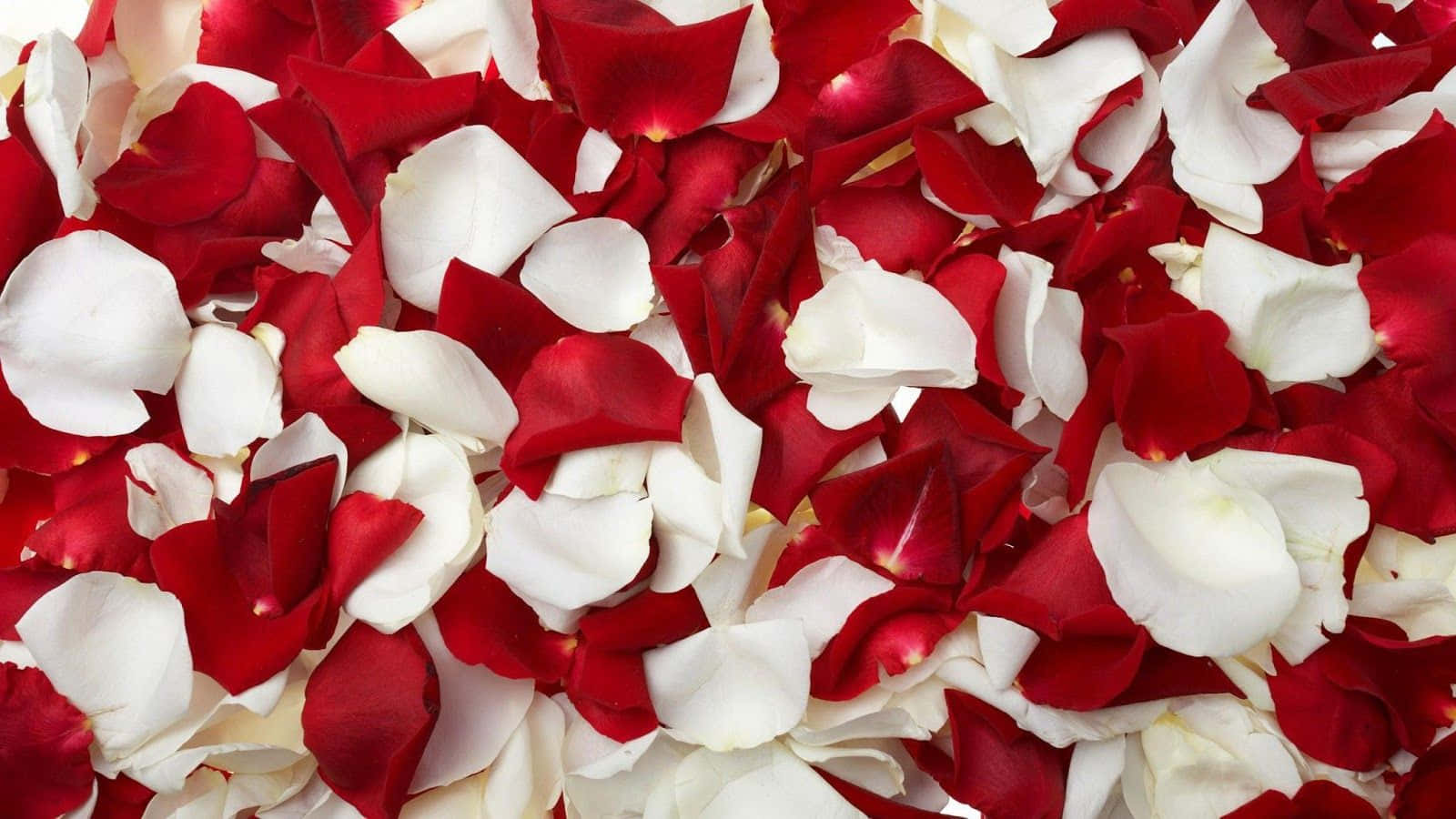 Rose Petal, vibrant red, pure white, HD Desktop Wallpaper