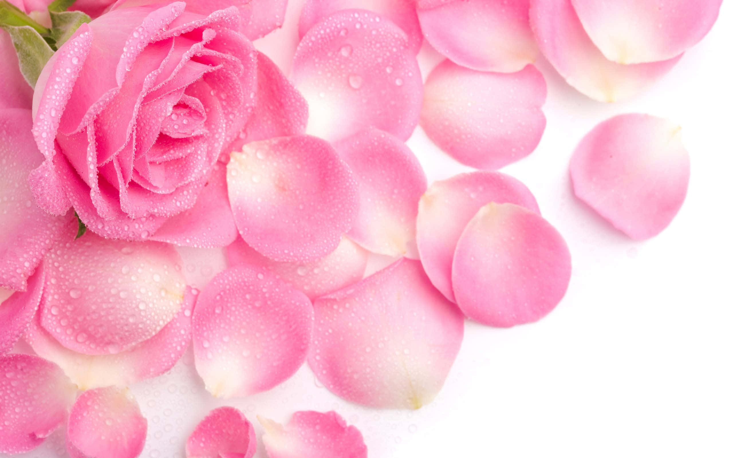 rose petal, pink rose, dew drops, 2K Desktop Wallpaper