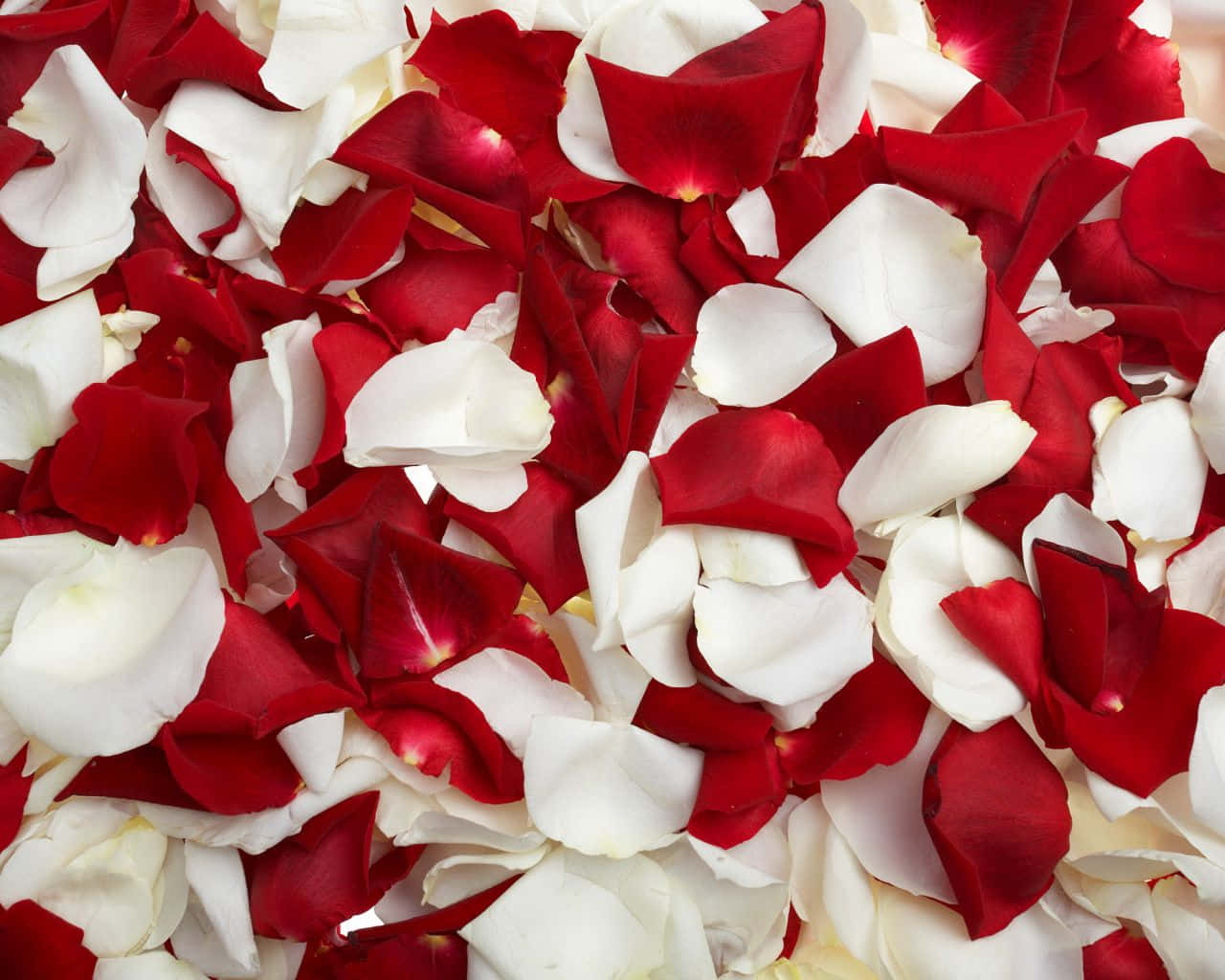 rose petal, vibrant red, pure white, HD Desktop Wallpaper