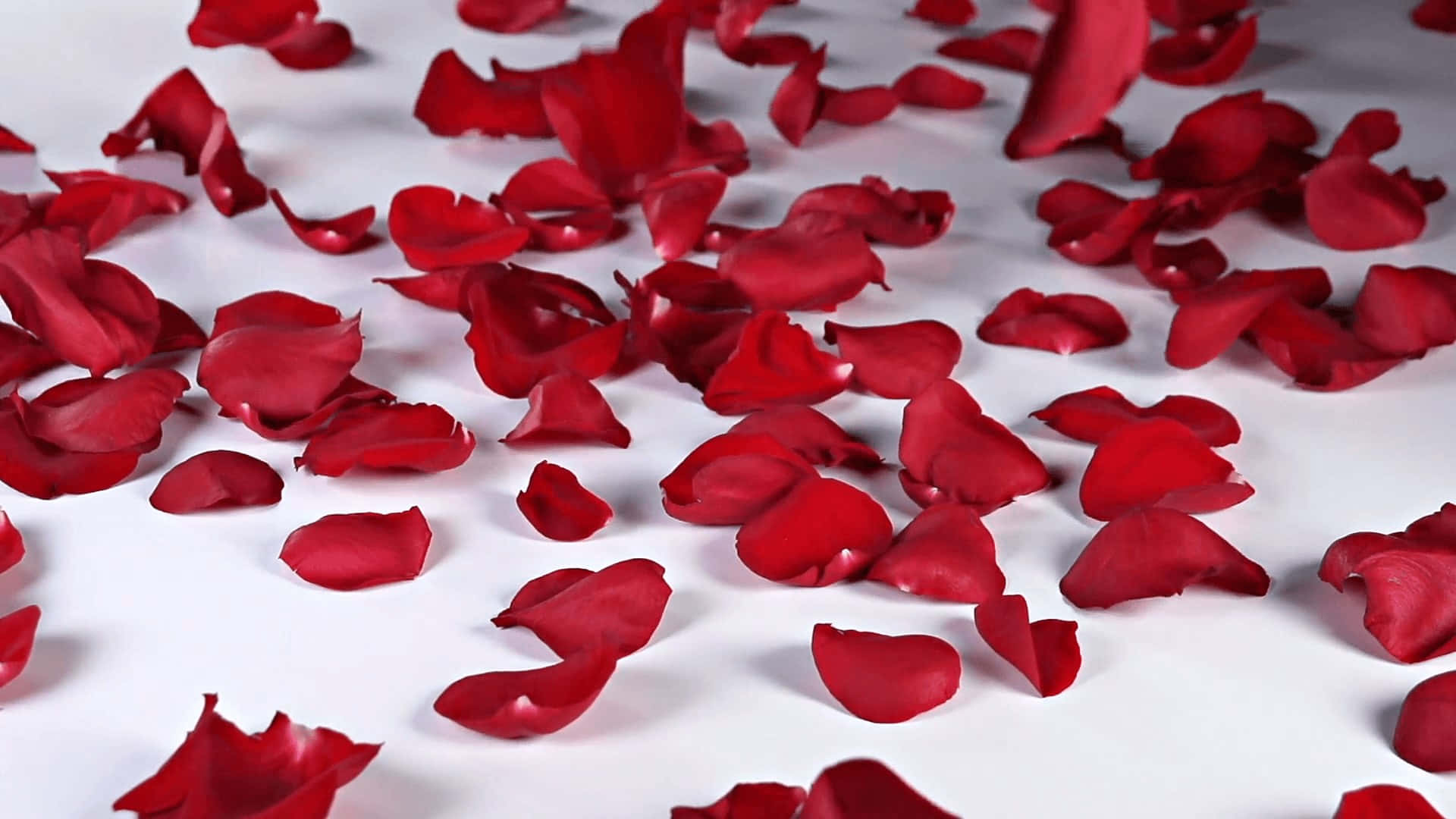 rose petal, red rose petals, white surface, Full HD Desktop Wallpaper